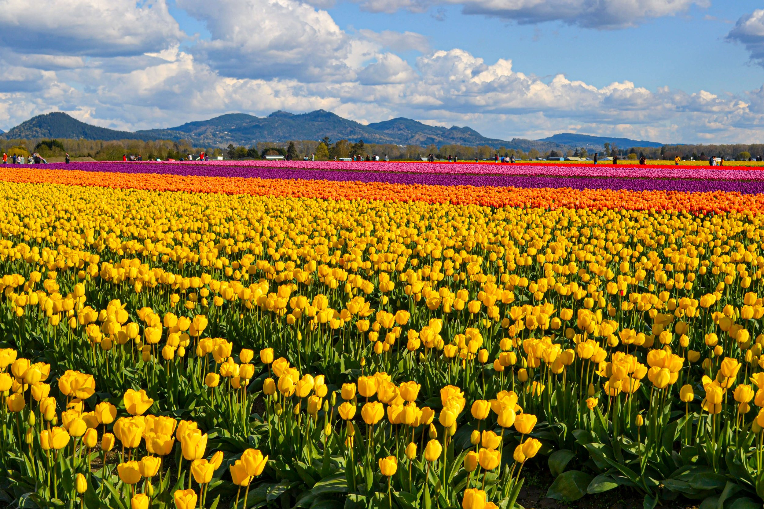 tulips washington state