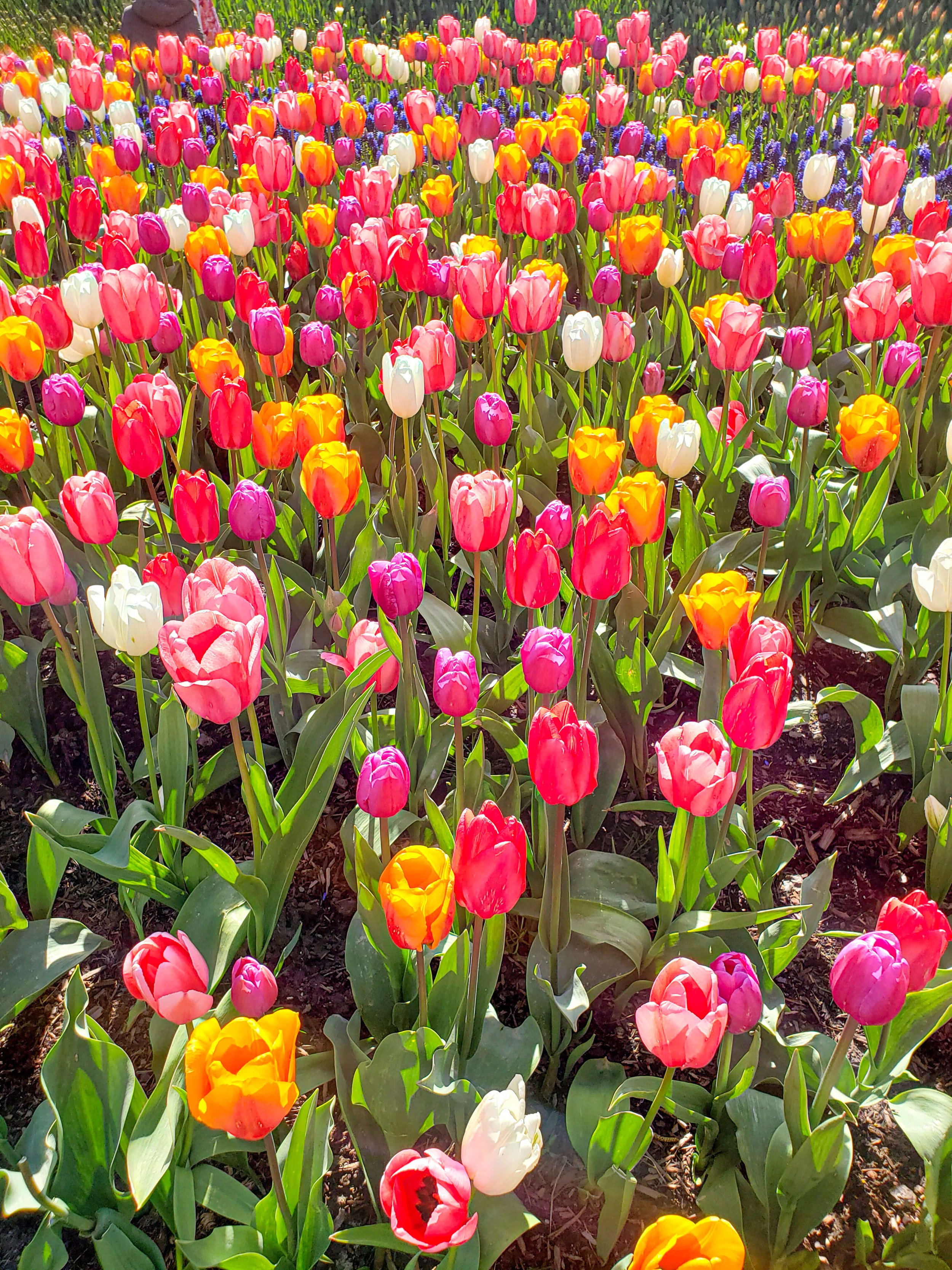 tulip gardens skagit valley washington