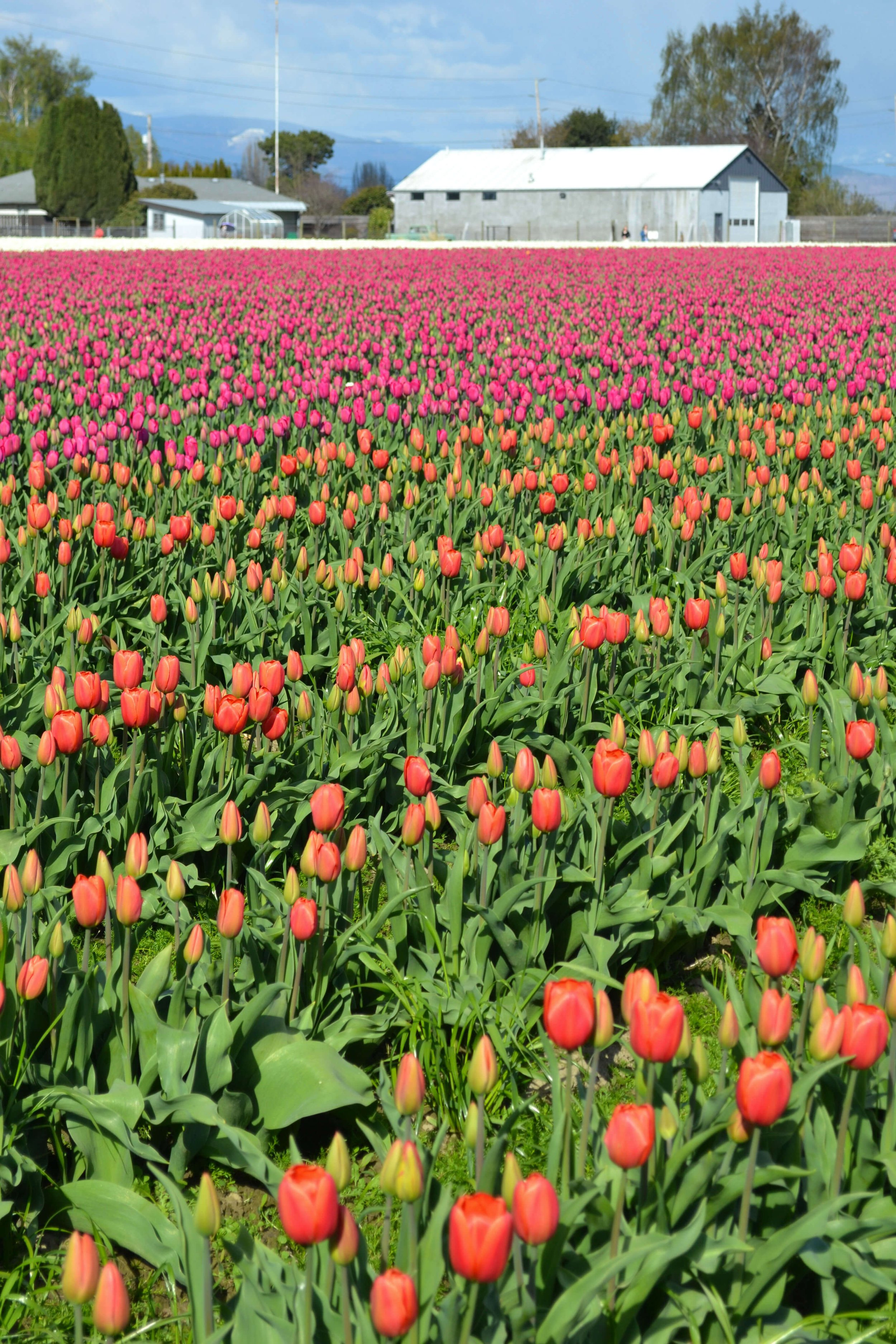 Tulip fields in Washington