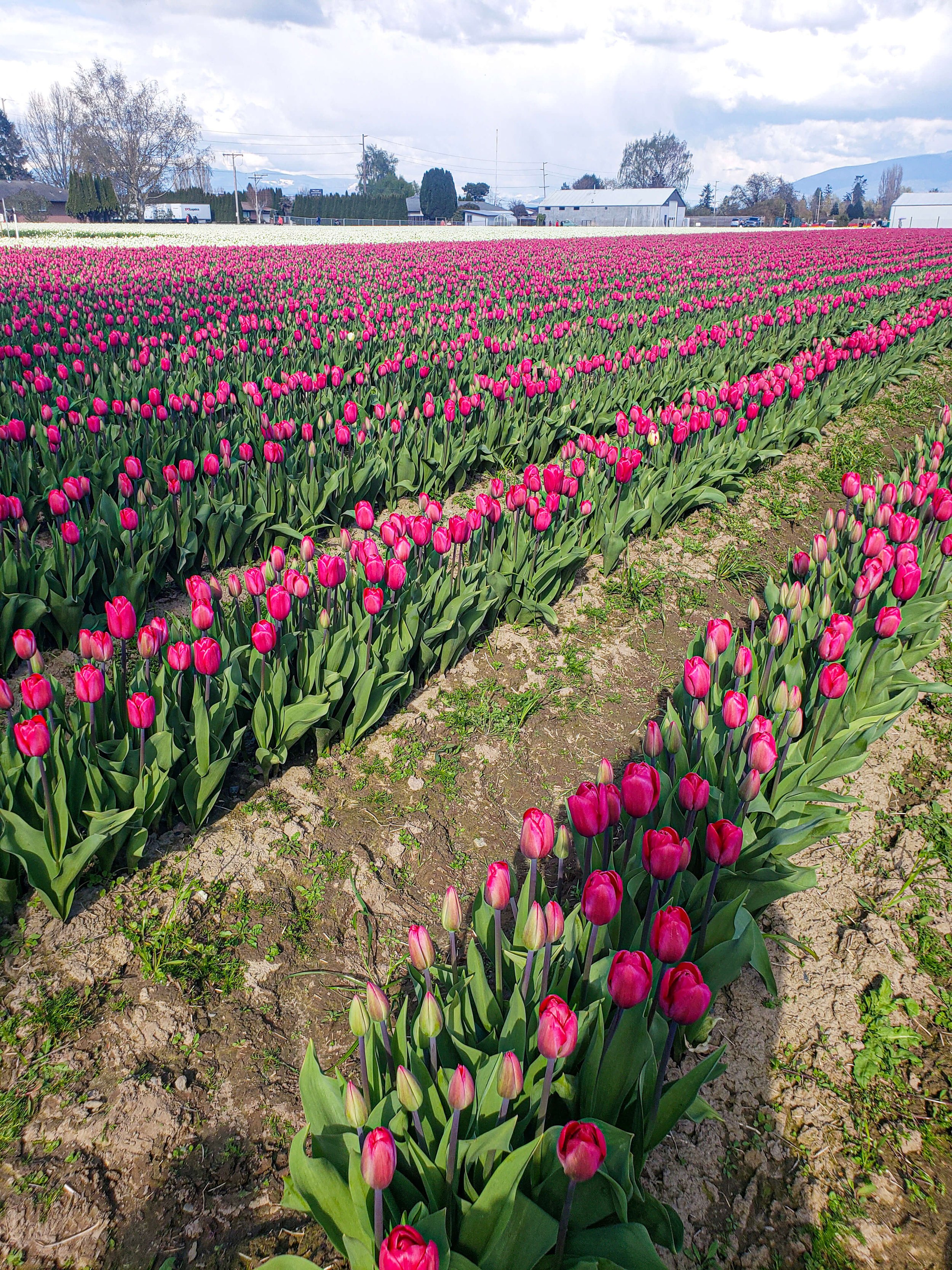 Mount Vernon tulip farms