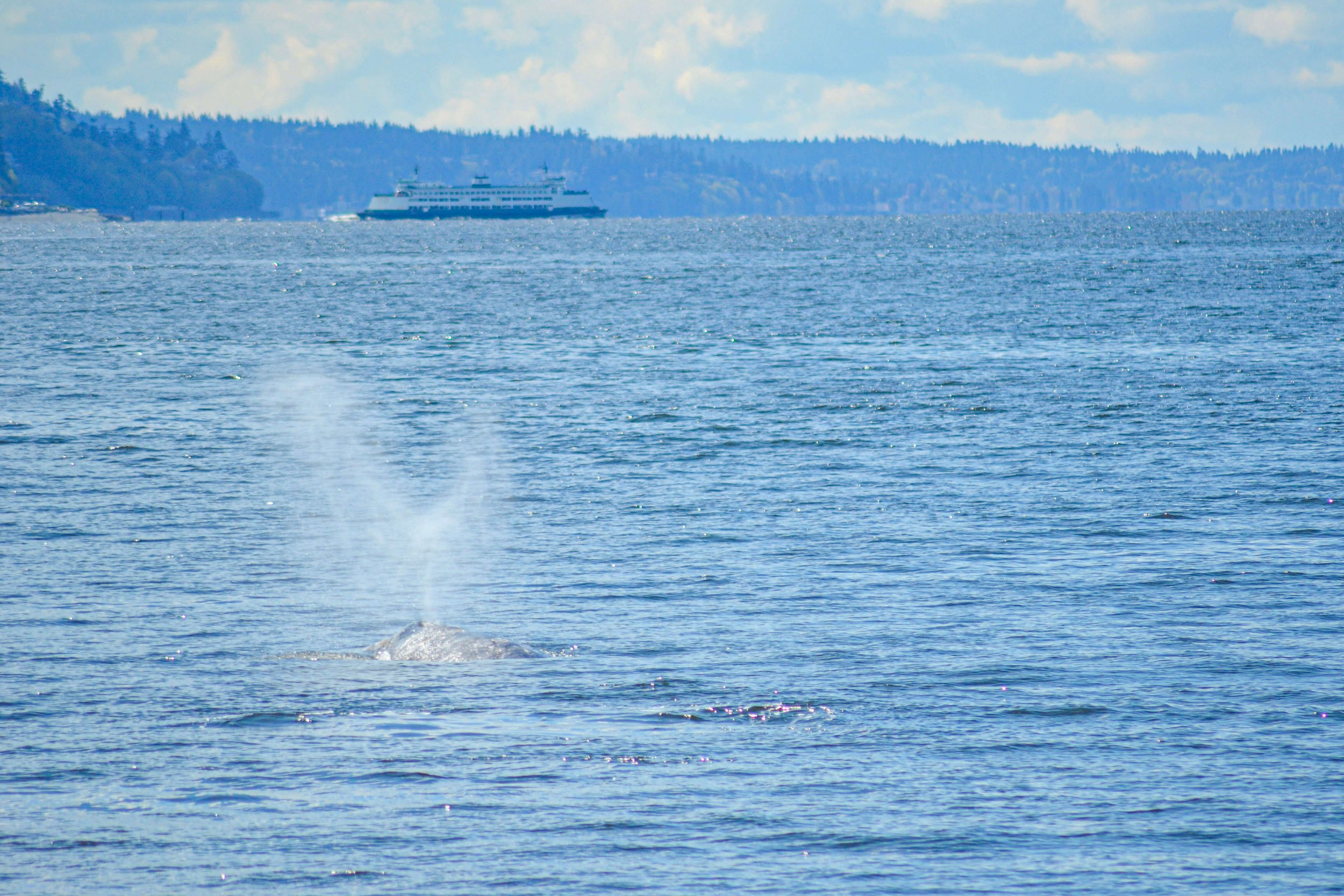 Gray Whales near Seattle