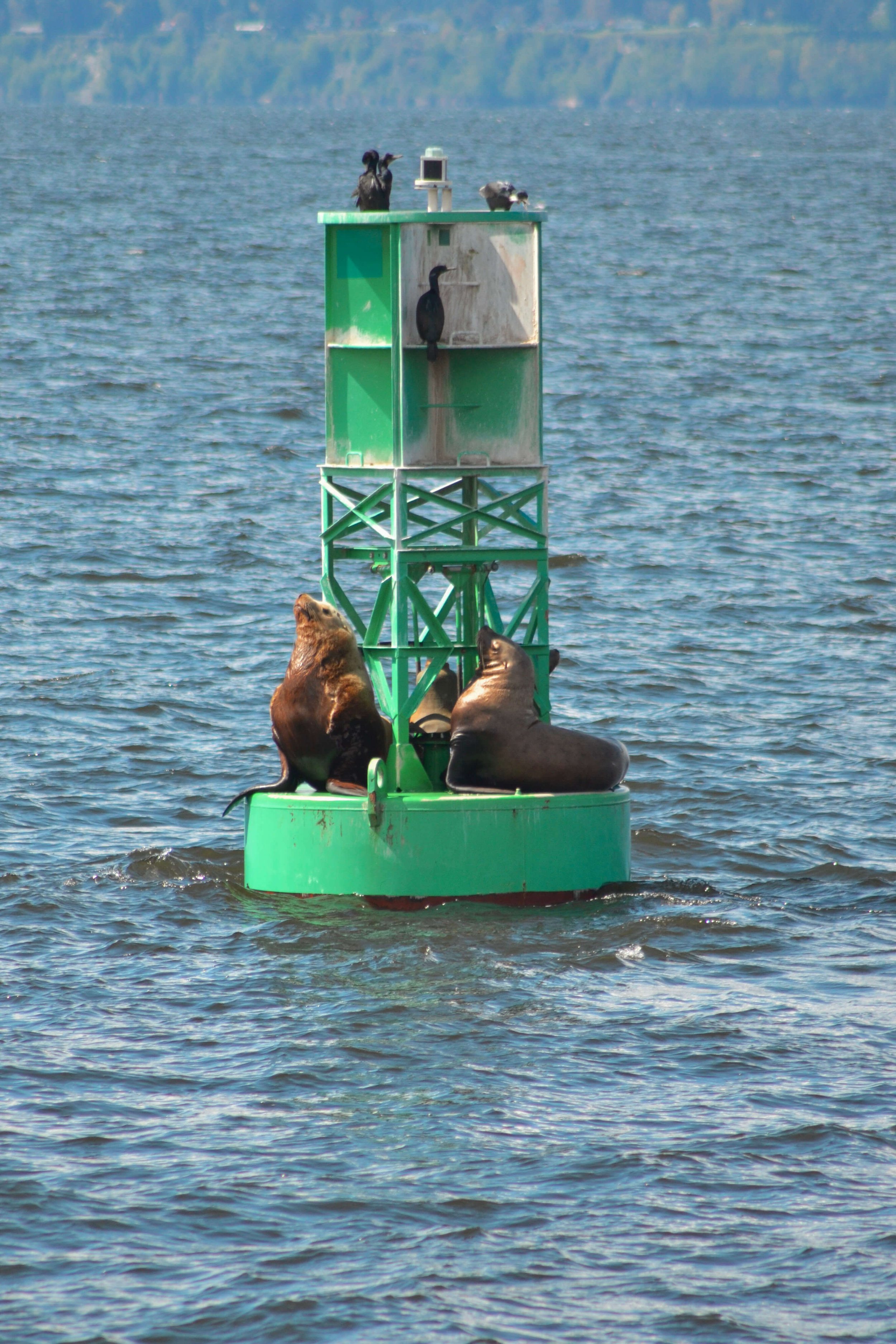Sea Lions in Washington