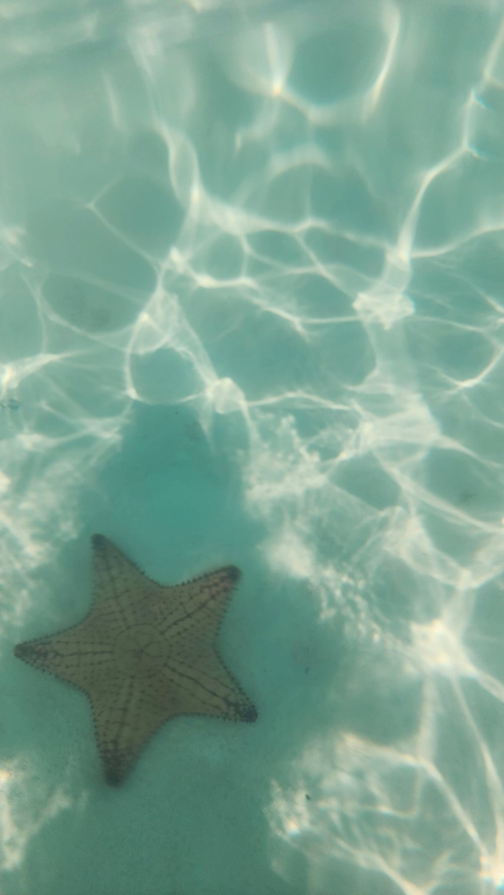 Finding Starfish at Starfish Beach