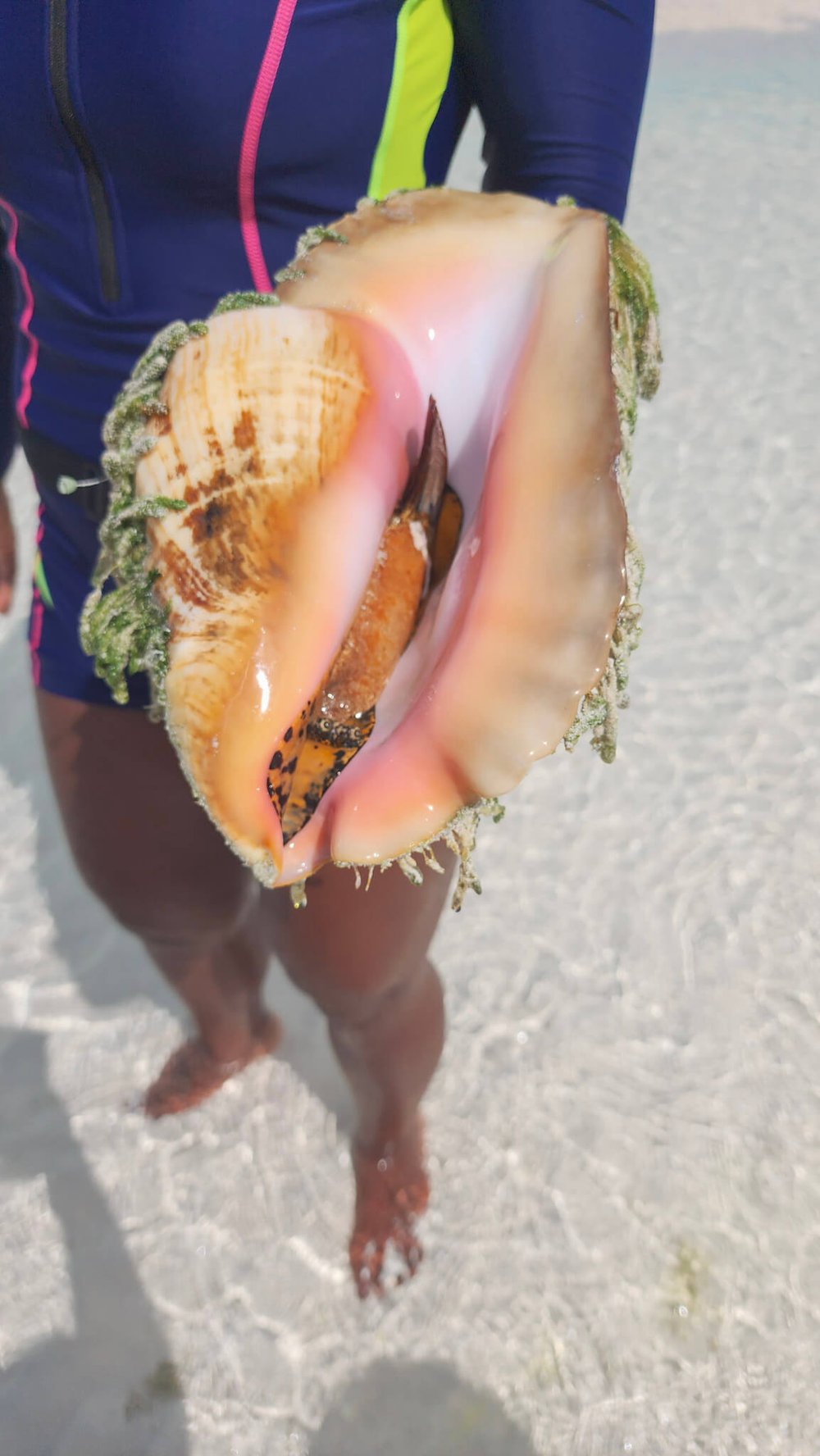 Queen Conch at Moriah Harbour Cay National Park