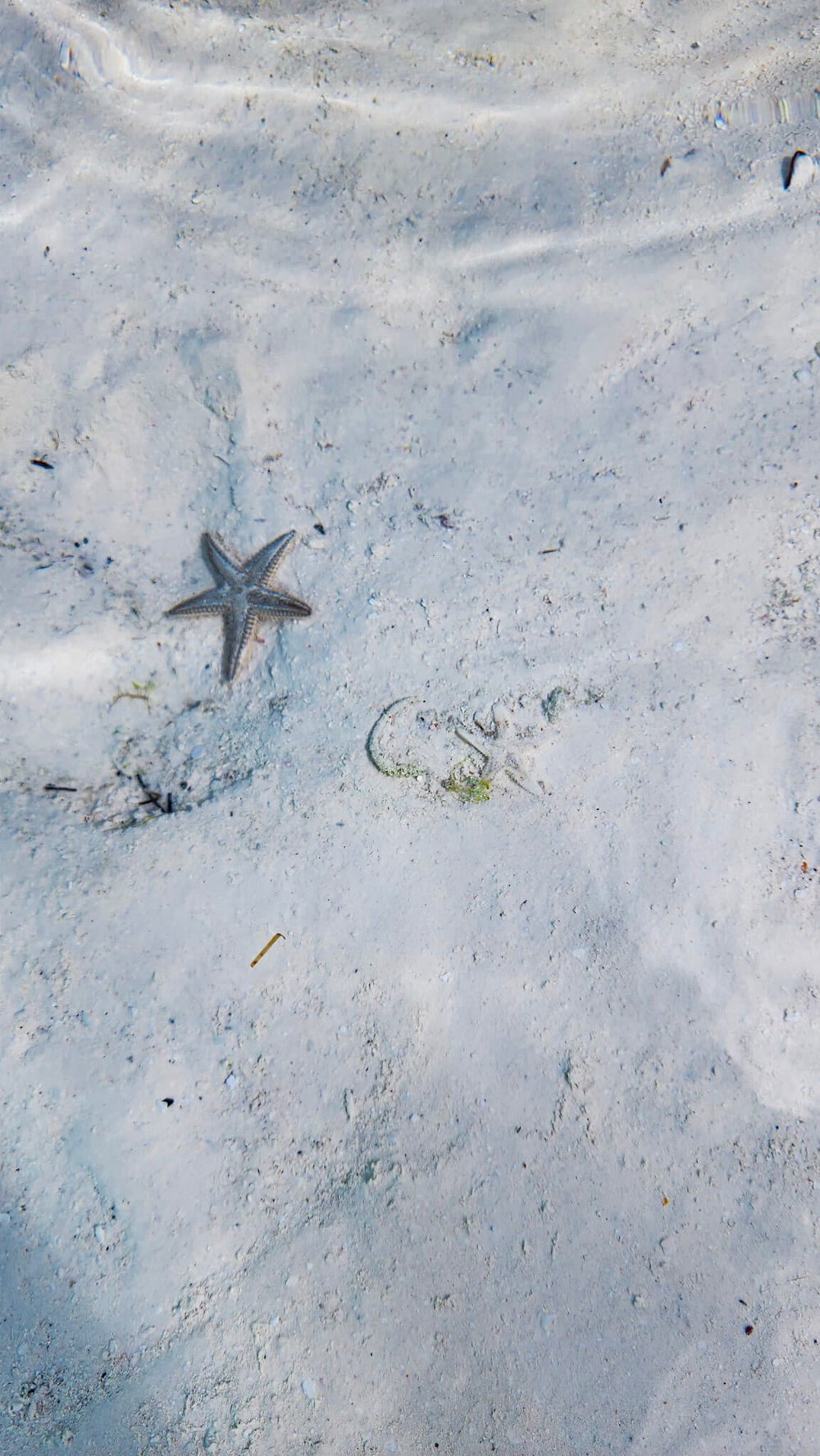 Starfish at Moriah Harbour Cay National Park Bahamas