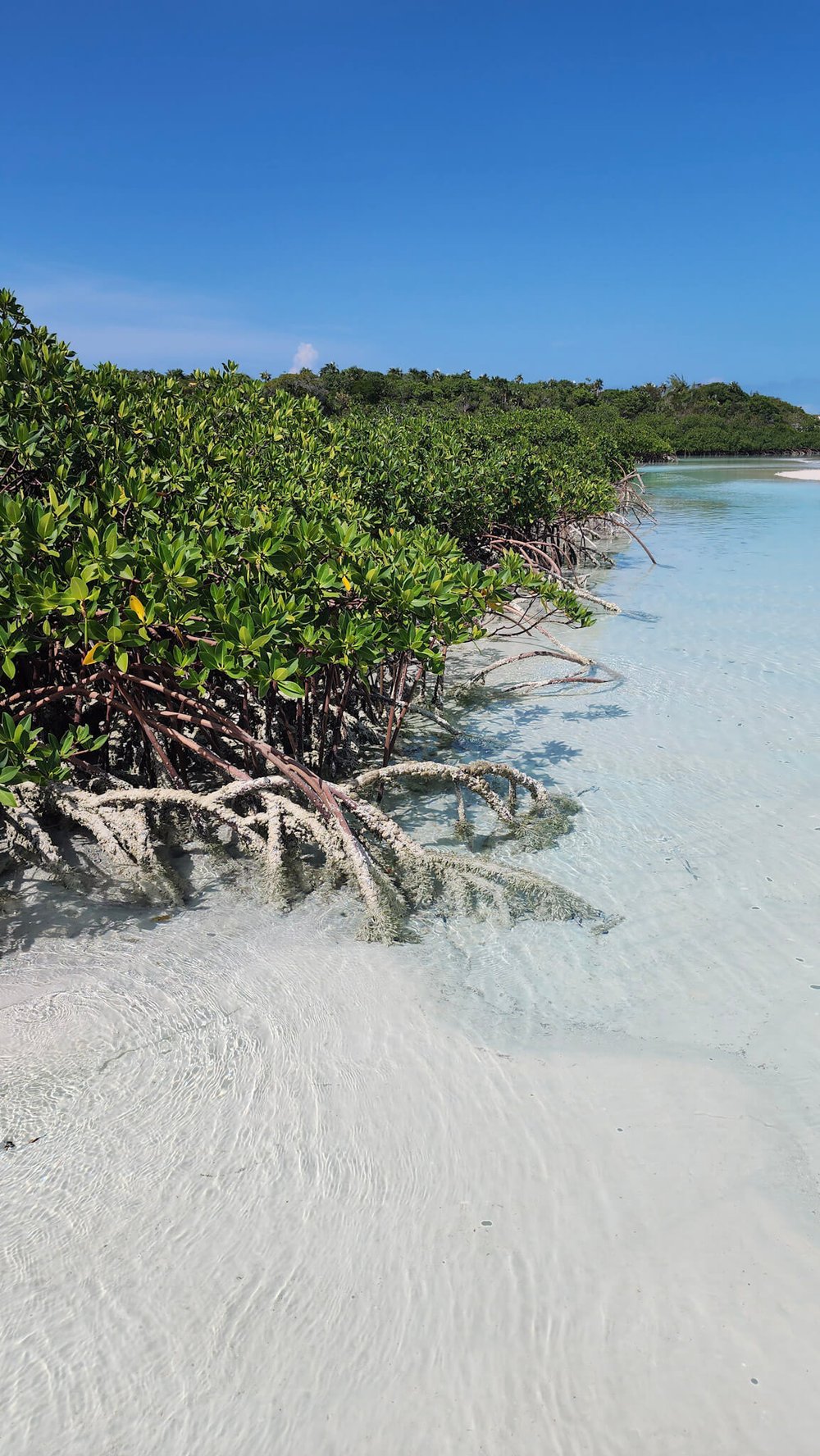 Mangroves at Moriah Harbor Cay