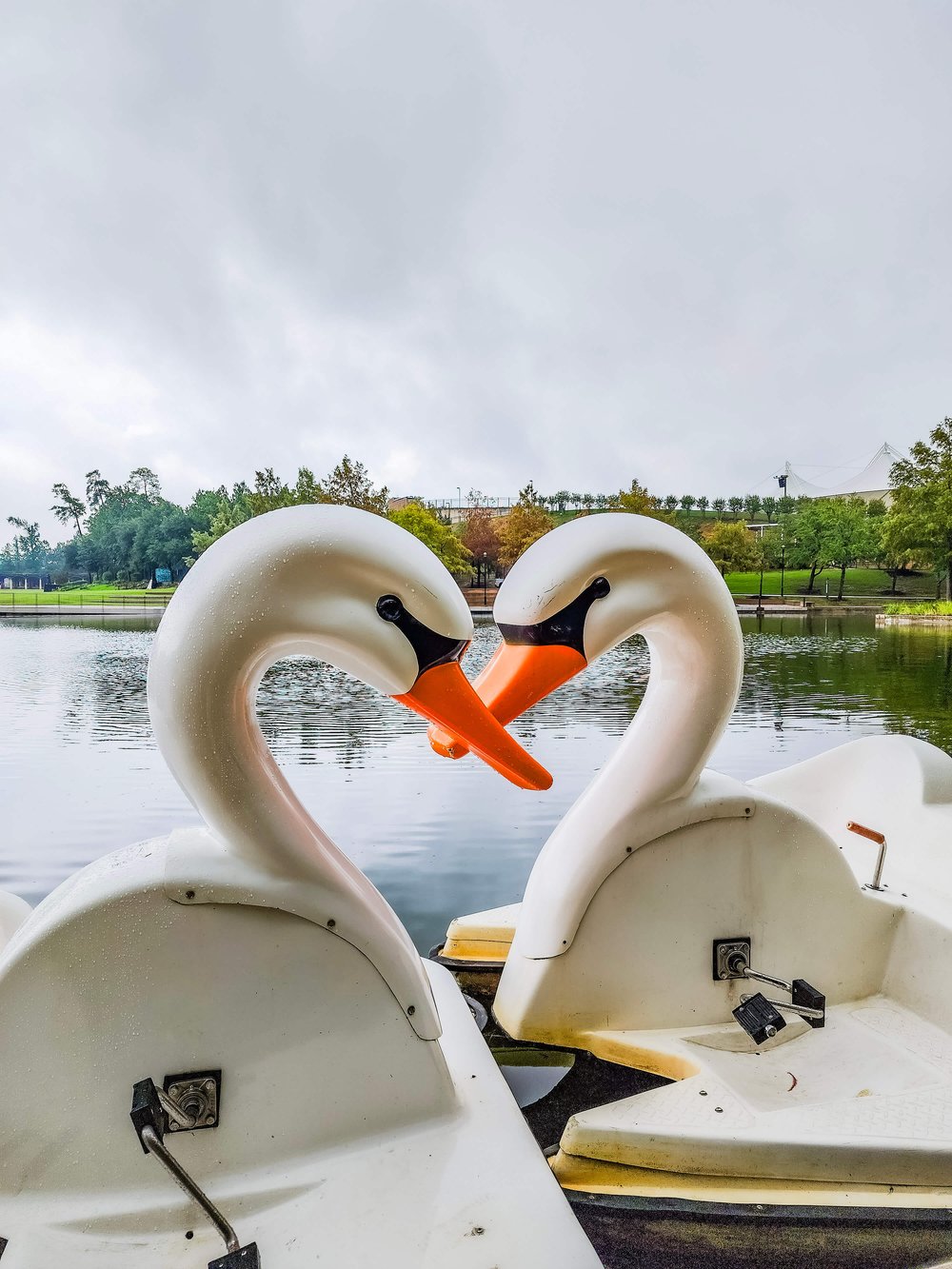 Swan Boats in The Woodlands Texas