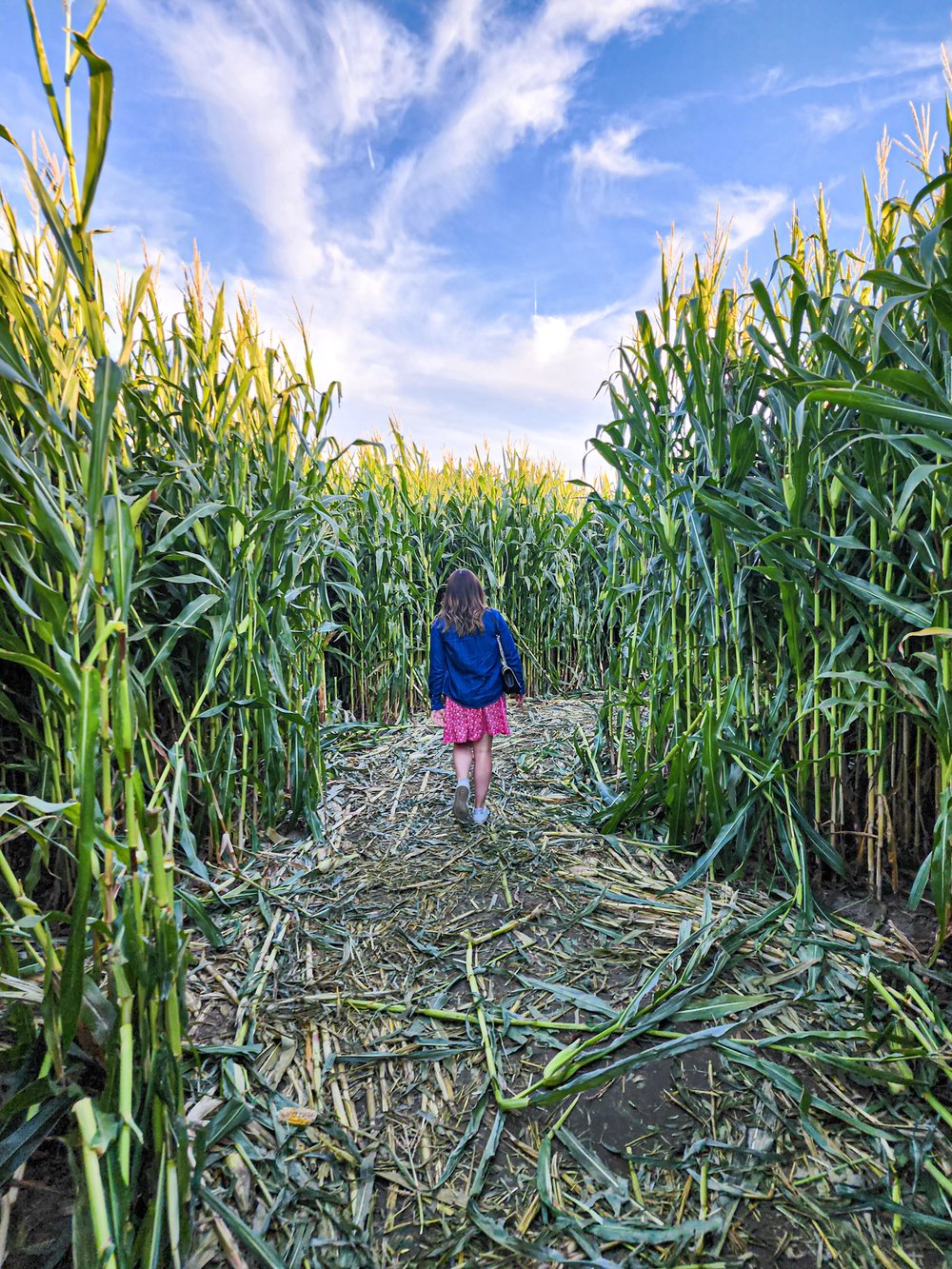 Inside the Union Gap Corn Maze