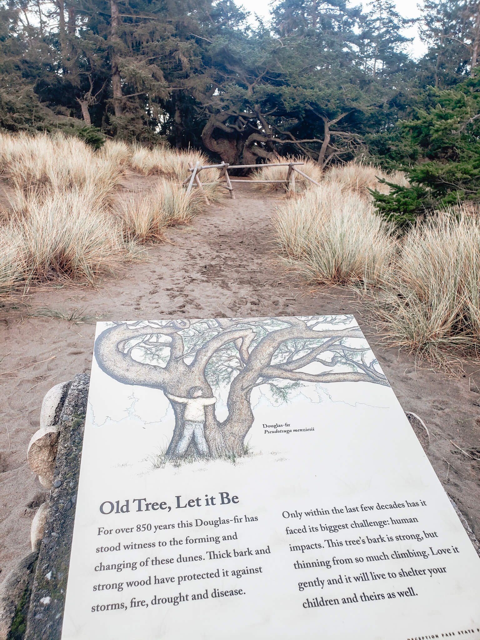 Ancient Douglas-Fir Tree sign on Whidbey Island