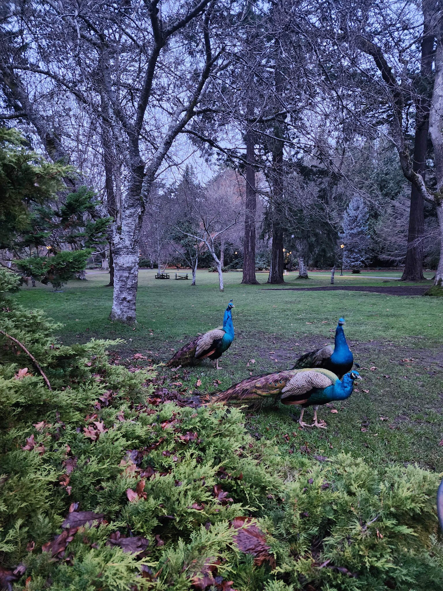Peacocks at Beacon Hill Park in Victoria, BC