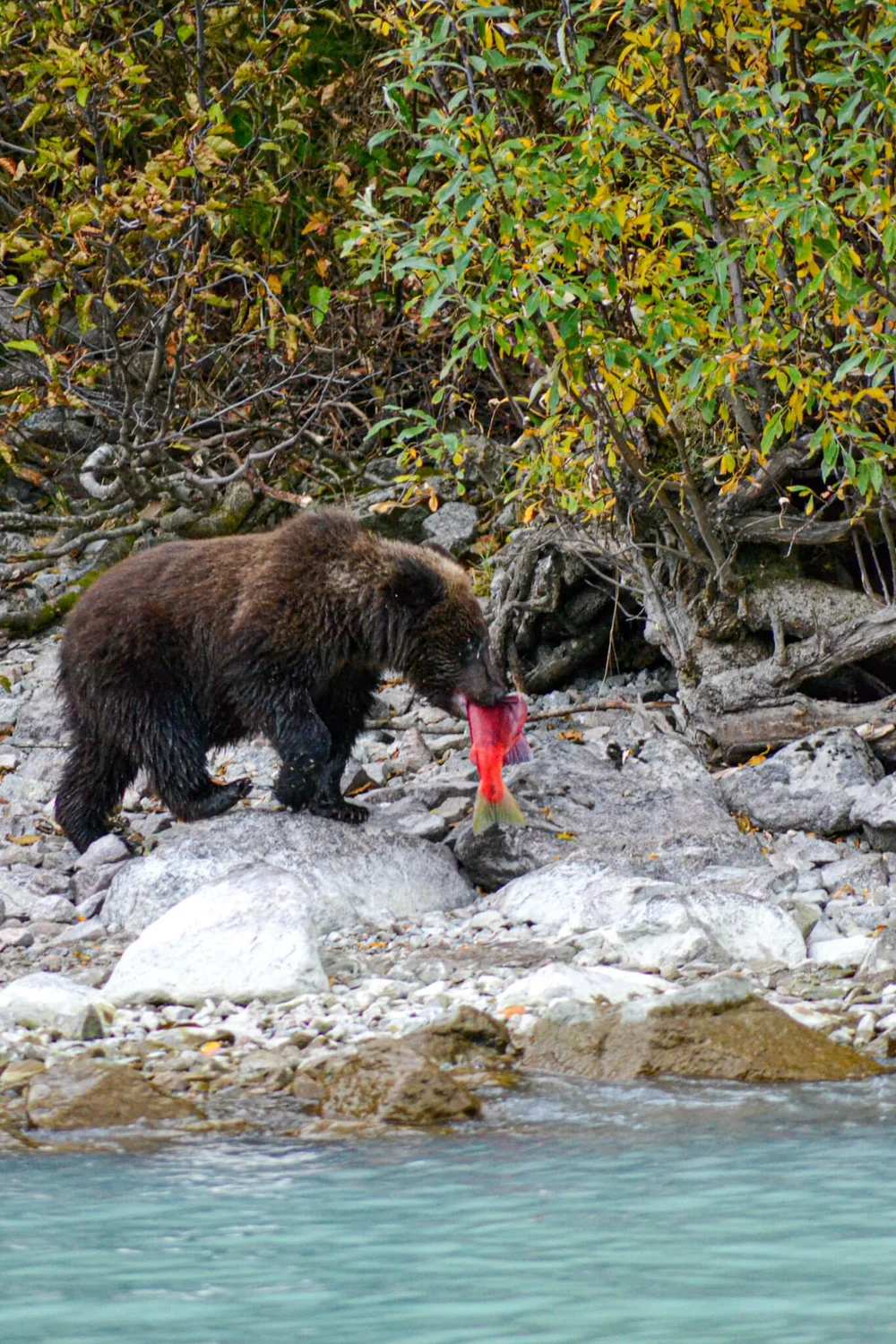 Bear Cub with Fish in Mouth Alaska.jpg