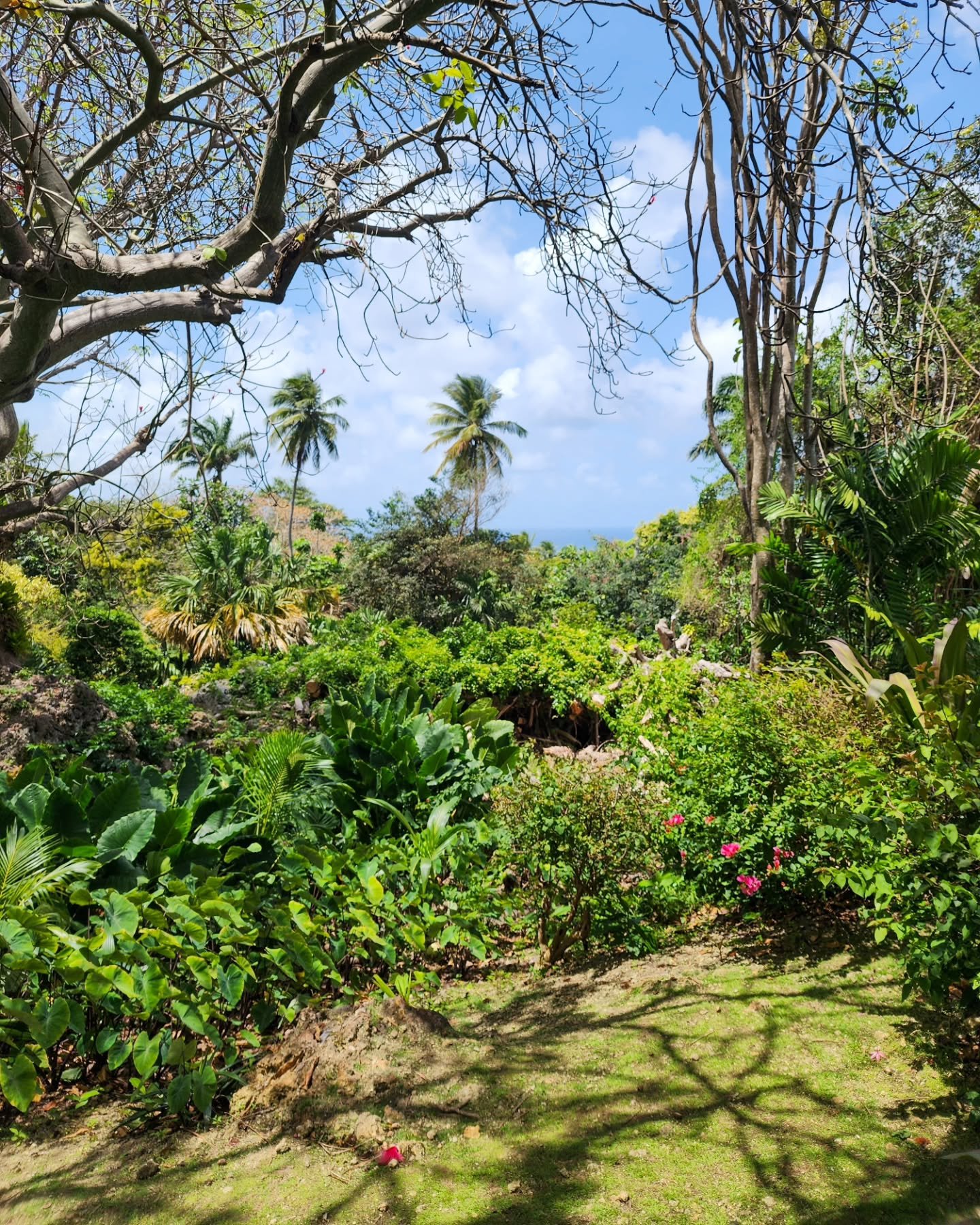 📍 Andromeda Botanica Gardens in Barbados 🇧🇧 

What makes Andromeda special? Unlike the more formal, curated gardens on the island, Andromeda feels like a naturally wild and wonderfully organic six-acre landscape. Created by a passionate horticultu