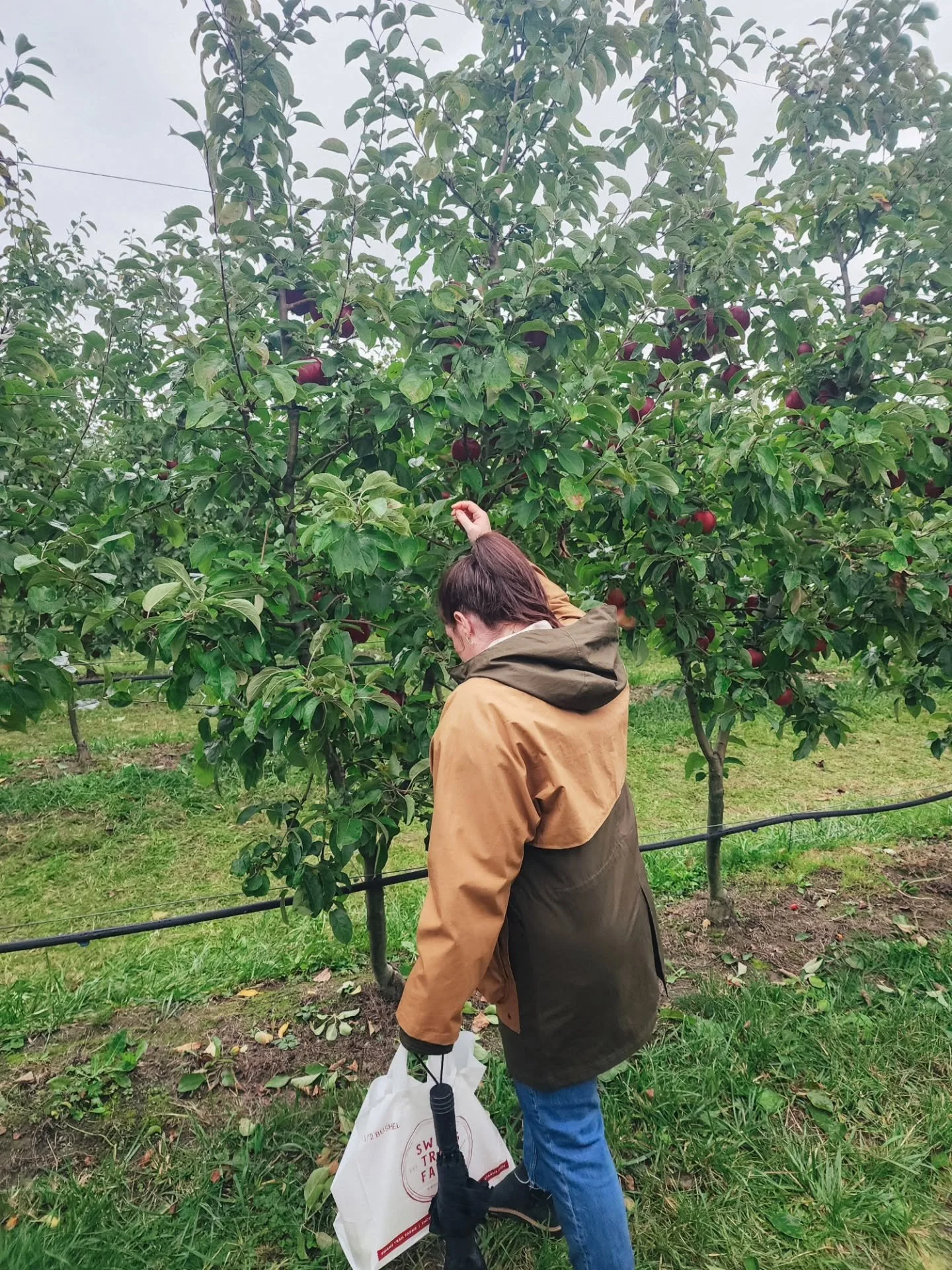 The perfect fall day doesn't exi.... 🍎
I fell in love with apple picking when I lived in NYC. It's one of my favorite fall activities, and the best part? Treating yourself with an apple cider donut before you head home!
I'm still on the hunt for t