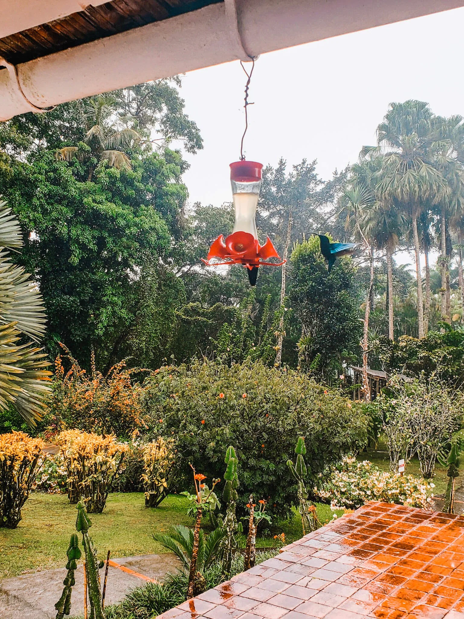 Hummingbird at Jardin de Balata.jpg