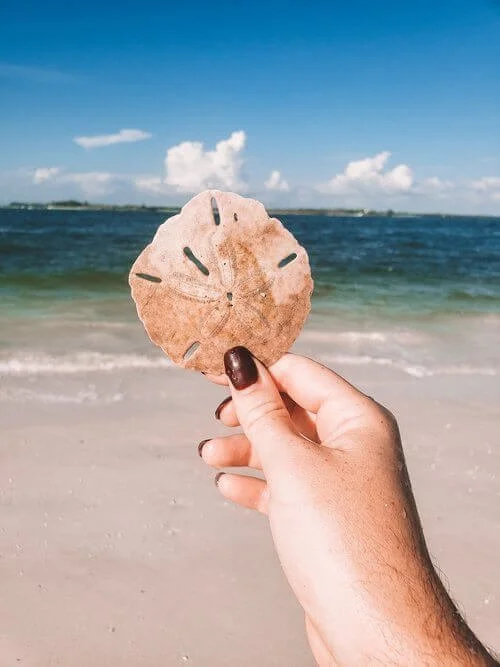 Sand dollar Marco Island FL.jpg
