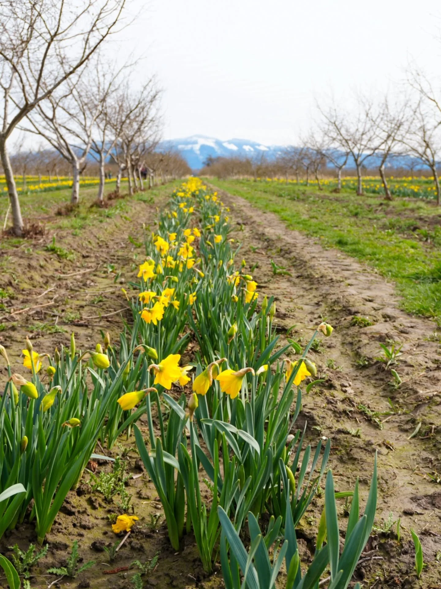 Spring is in the air 🫶
Daffodil blooms are the first sign and the season is almost in full swing in @visitskagitvalley 
Next up - Tulips! 

#washingtonflowers #flowerfarms #daffodilseason