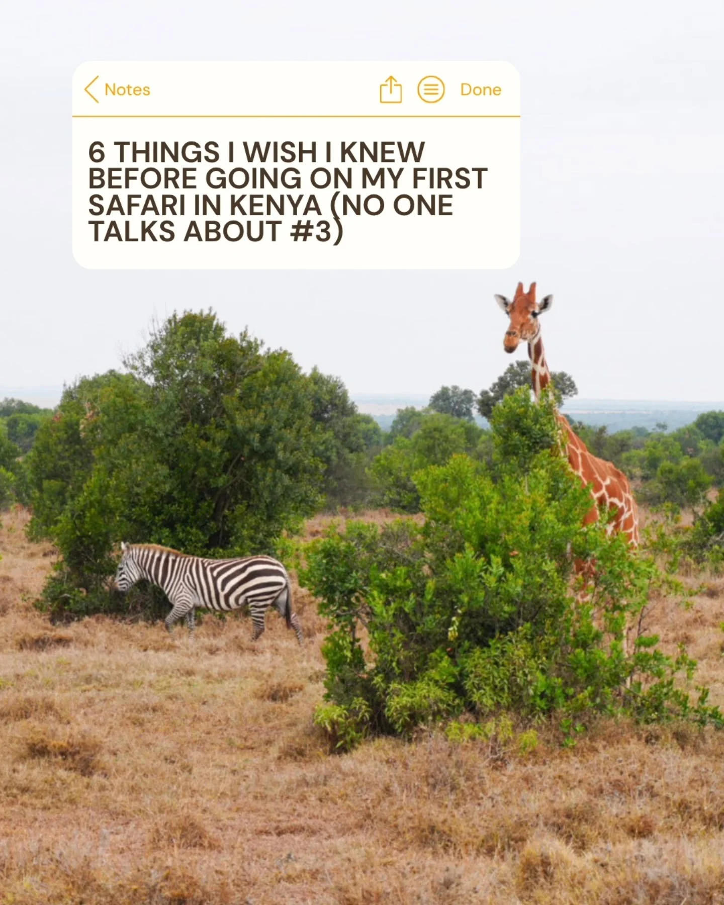 Just got back from 2 weeks in Kenya and I'm still processing how incredible it was. 🦁

I went into my first safari with SO many questions - what should I pack, when animals are most active, and whether I needed fancy camera gear.

The biggest surpri