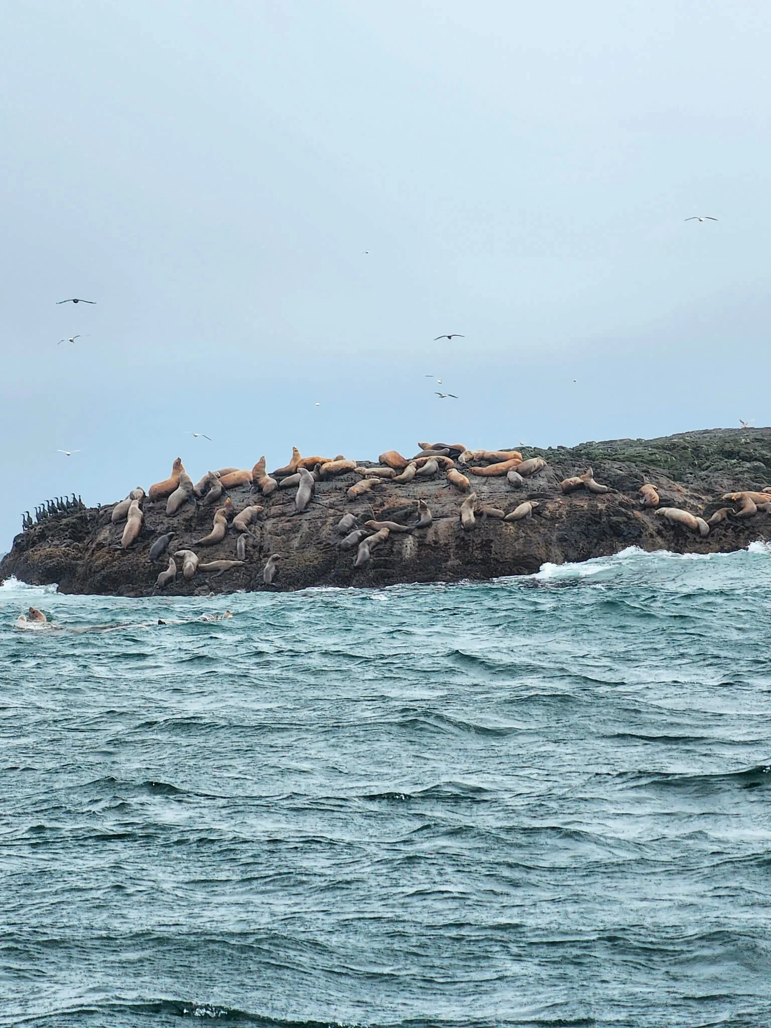 Whale Watching in Tofino: My Jamie’s Whaling Station Review