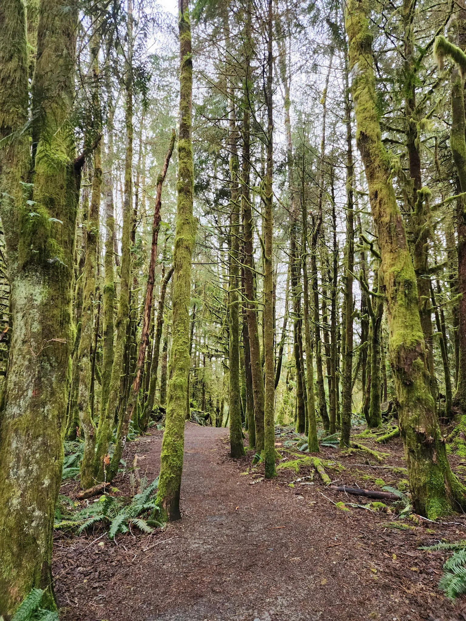 Beach Trail in Tofino.jpg