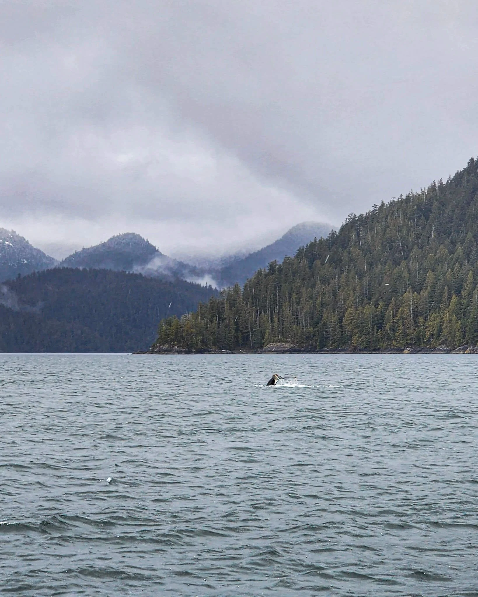 Grey Whale Tail in Tofino.jpg