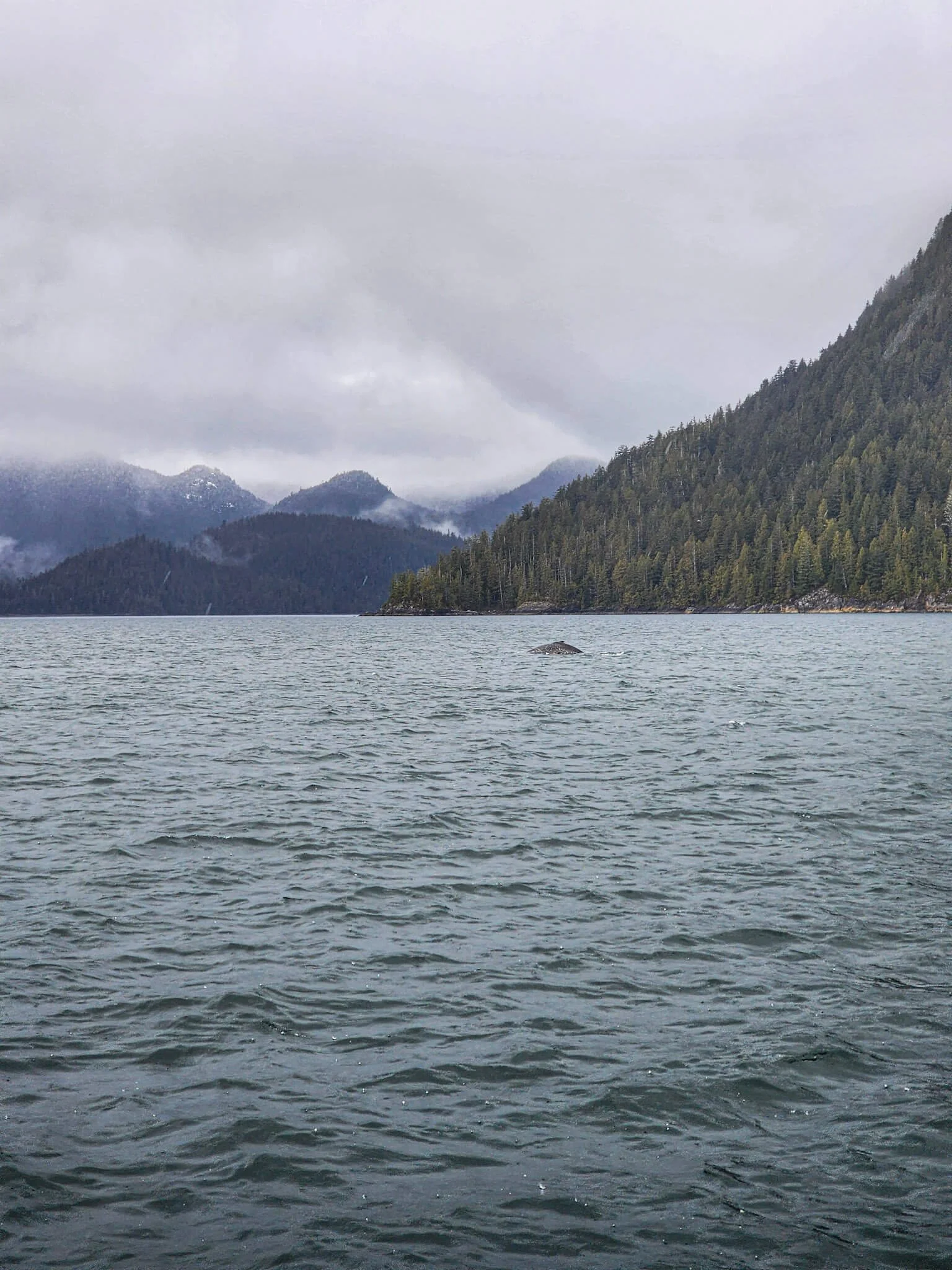 Grey Whale in Tofino.jpg