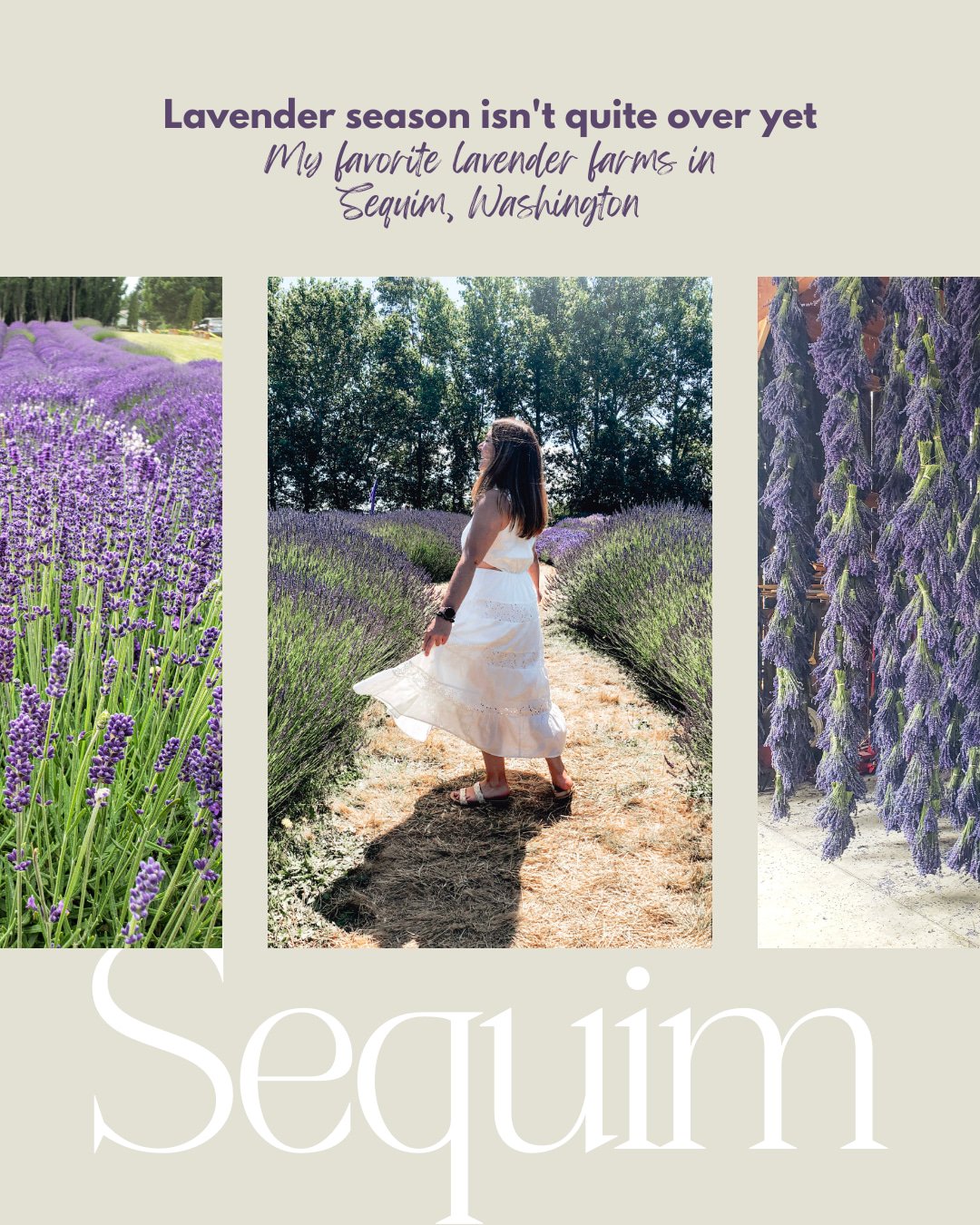 There&rsquo;s still a little time to catch lavender season in Sequim 💜

If you&rsquo;re planning a last-minute trip, my biggest tip is to choose a few farms instead of trying to visit every single one.

Each has a slightly different feel, and part o