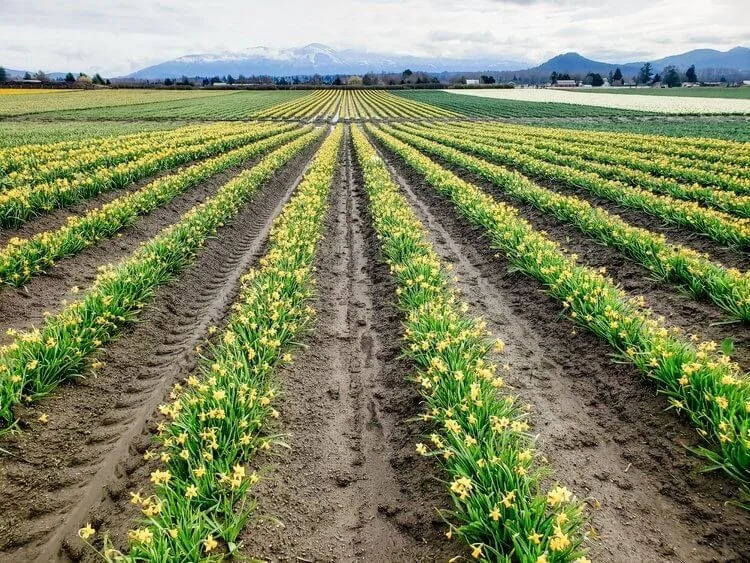 Daffodil fields at RoozenGaarde in Washington