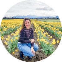Skagit Valley daffodil fields in March
