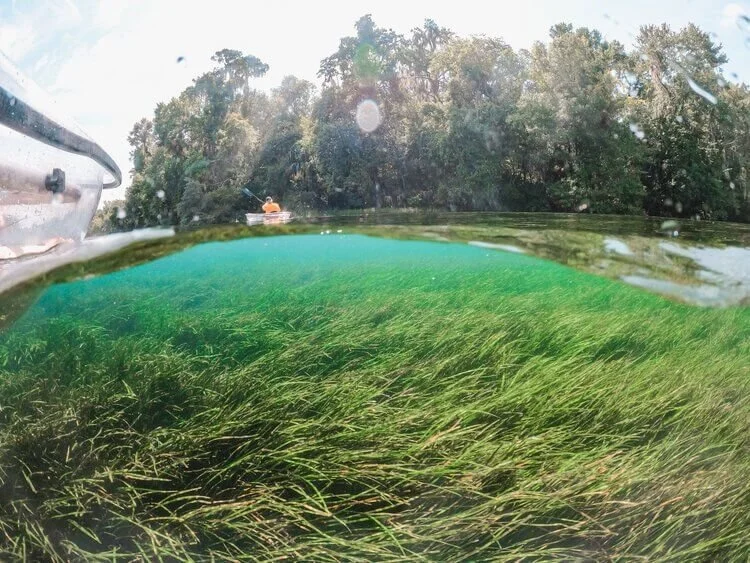 Explore Rainbow Springs in Dunnellon, FL — Traveling Tessie
