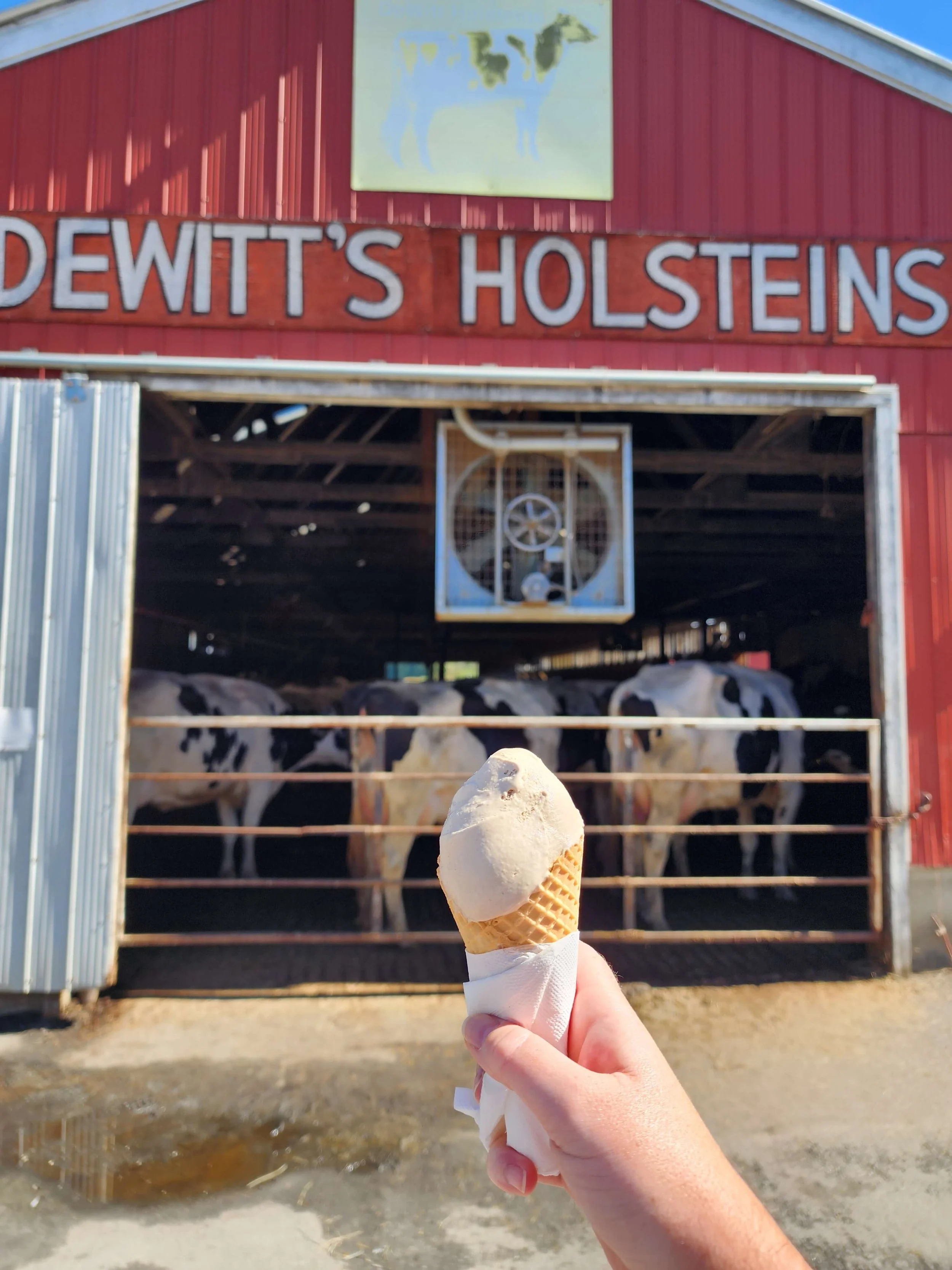 Ice cream in a cone being held in front of the dairy cow barn at D Dutchman Dairy Farm.