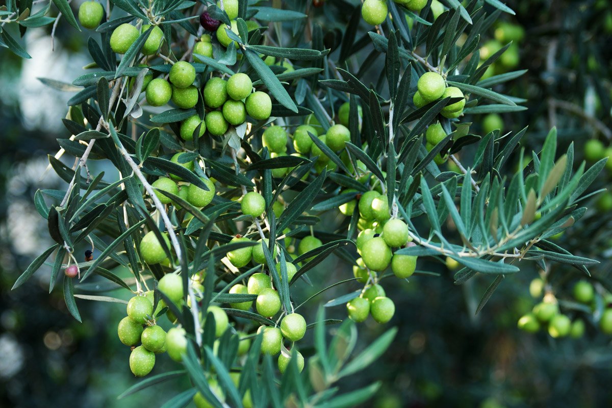 close-up-of-green-olives-on-olive-tree-2021-09-28-01-05-38-utc.jpg