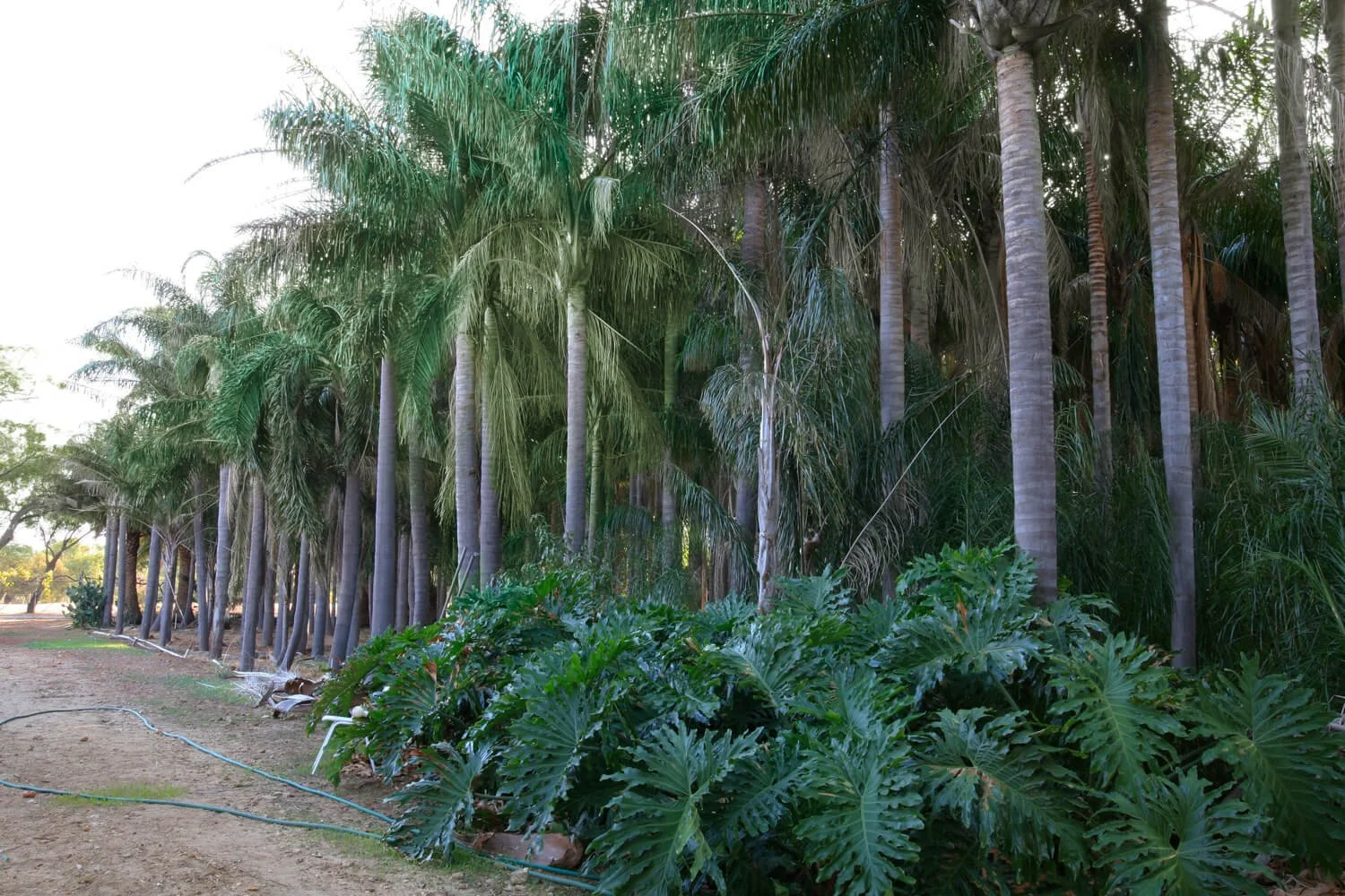cocos-palms-domenic-s-palm-nursery