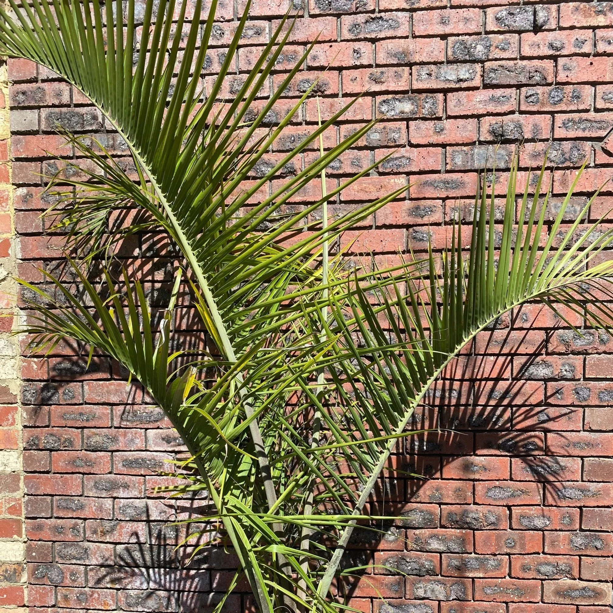 Triangle Palms