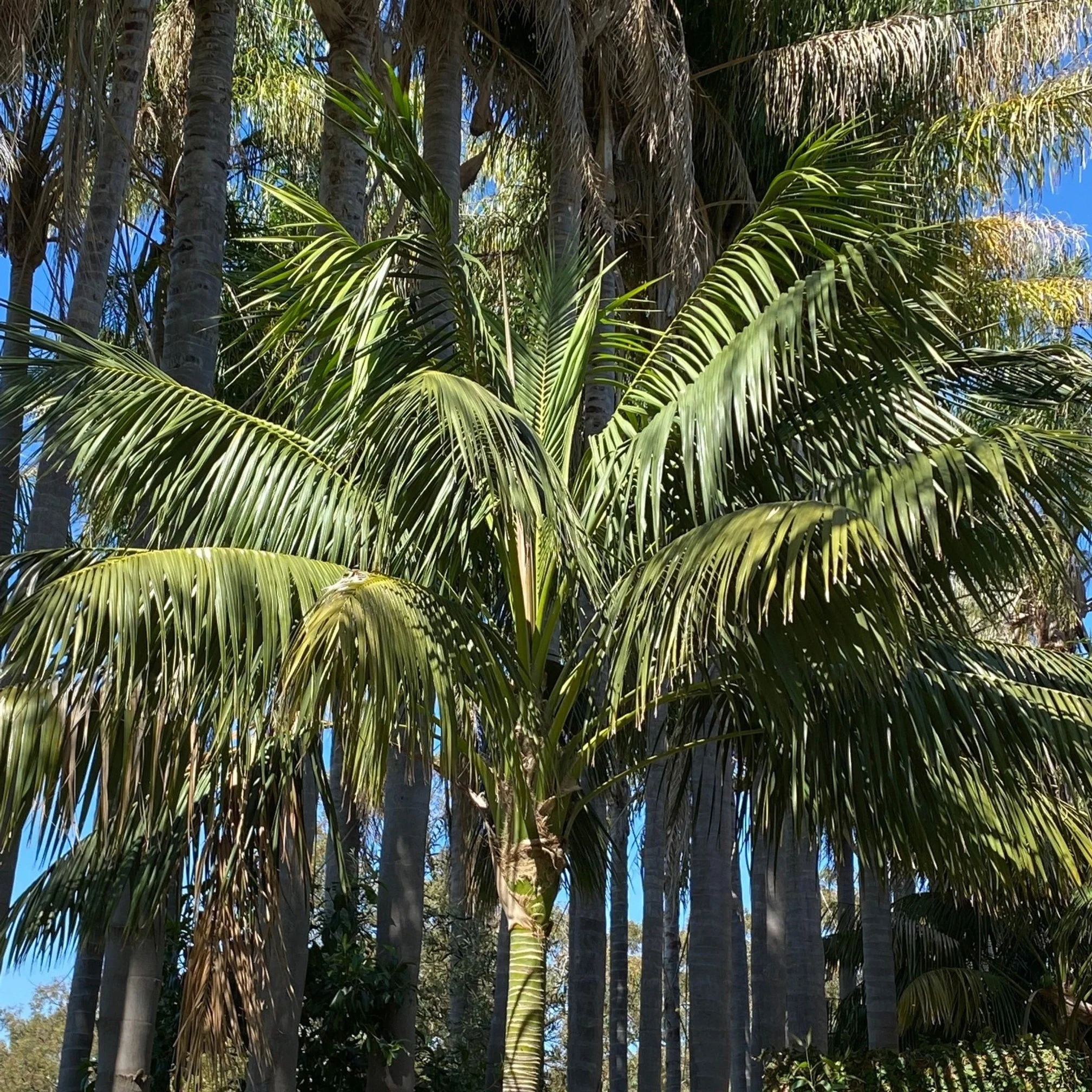 Kentia Palms