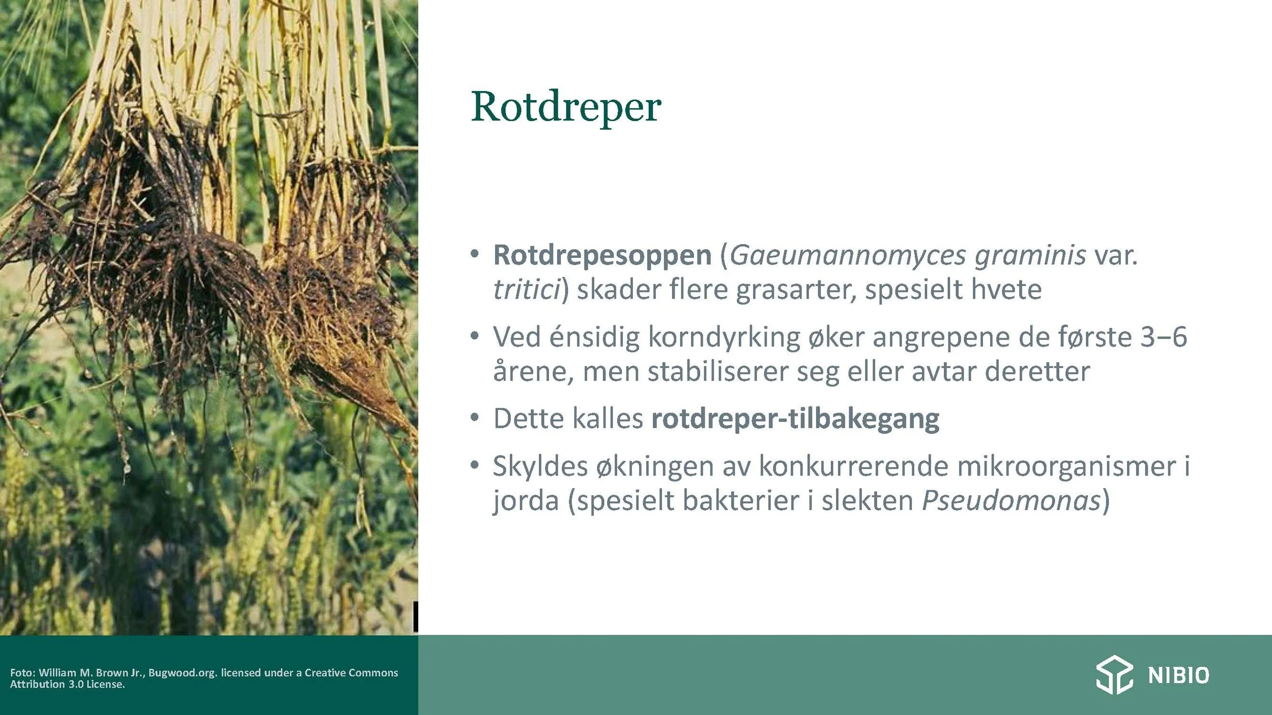 14 00  God jordhelse og plantehelse Heidi U Aamot Åkerbruk_Side_18.jpg