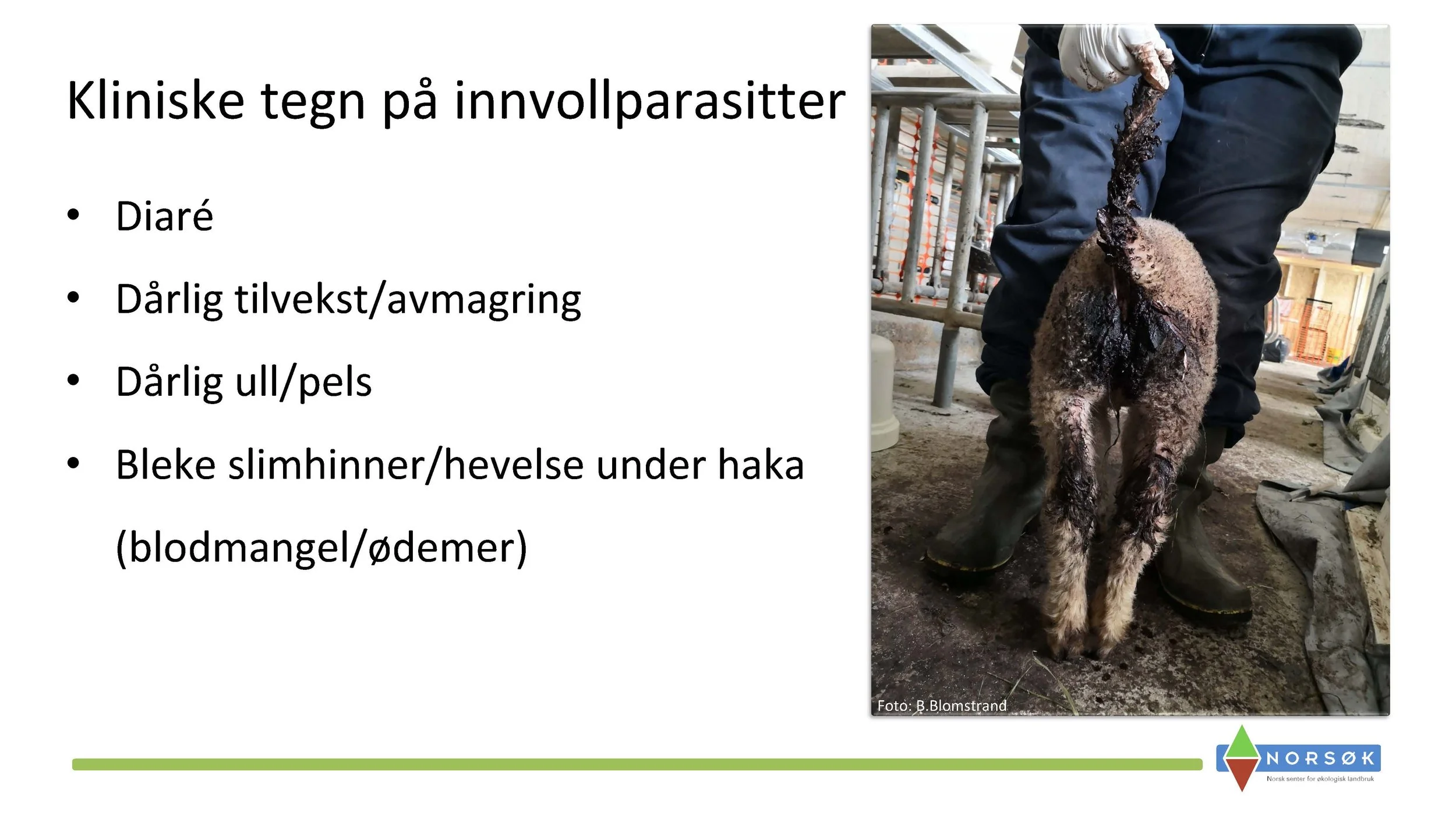 14.00 Berit Blomstrand Hvordan forebygge mot innvollsnyltere_Side_03.jpg