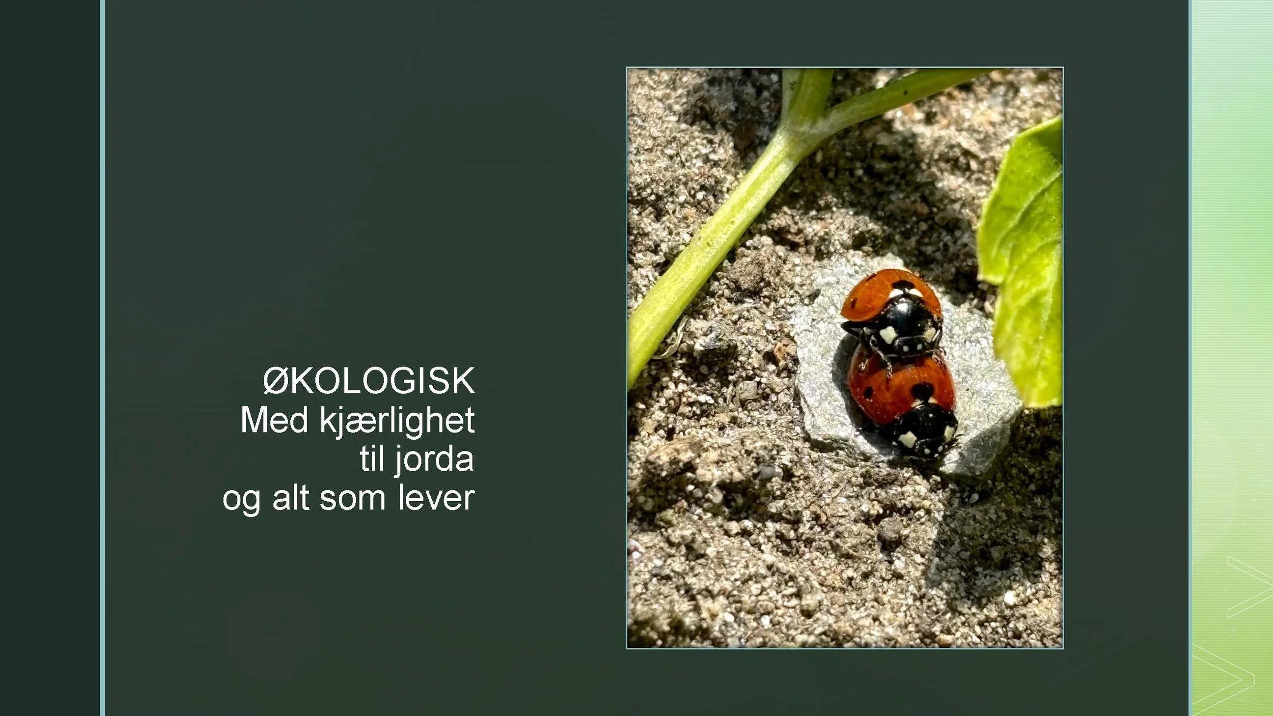 09 45 Åkerbruk Dun Gård, Jøa_Side_38.jpg