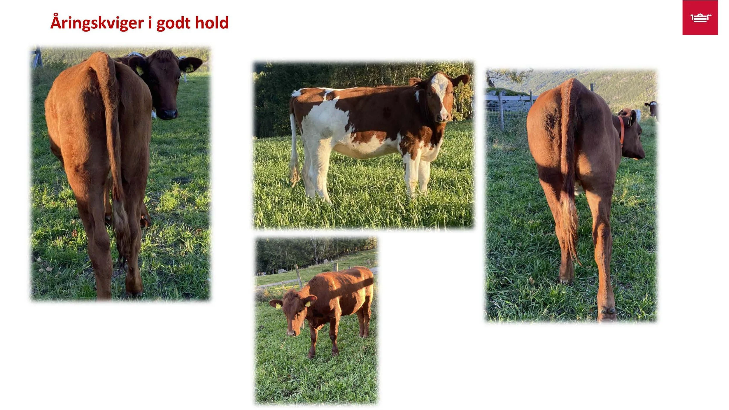 12.30 Frå nyfødt til vaksen Randi T. Garnmo_Side_07.jpg