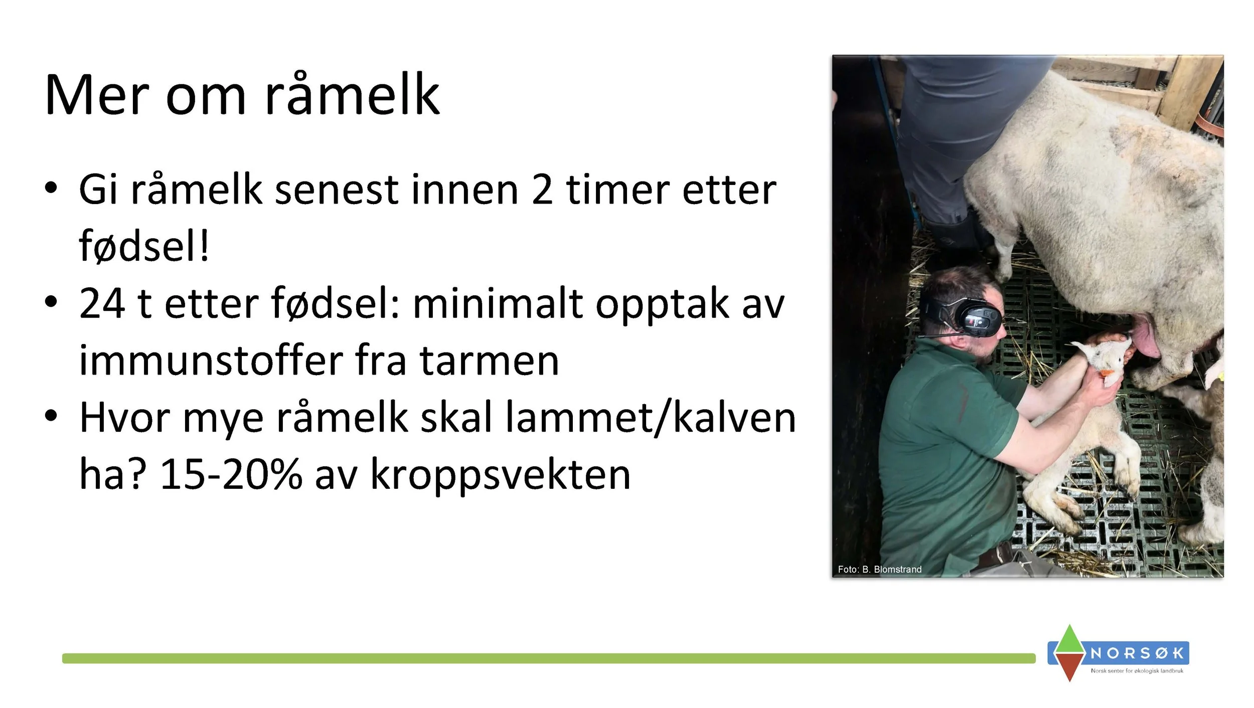 12.50 Berit Blomstrand_råmelkas betydning_Side_06.jpg