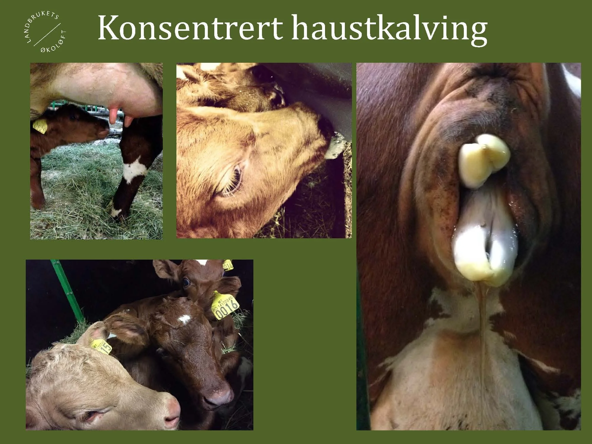 11.20 (2) Turid Vange Spydspiss_Side_11.jpg