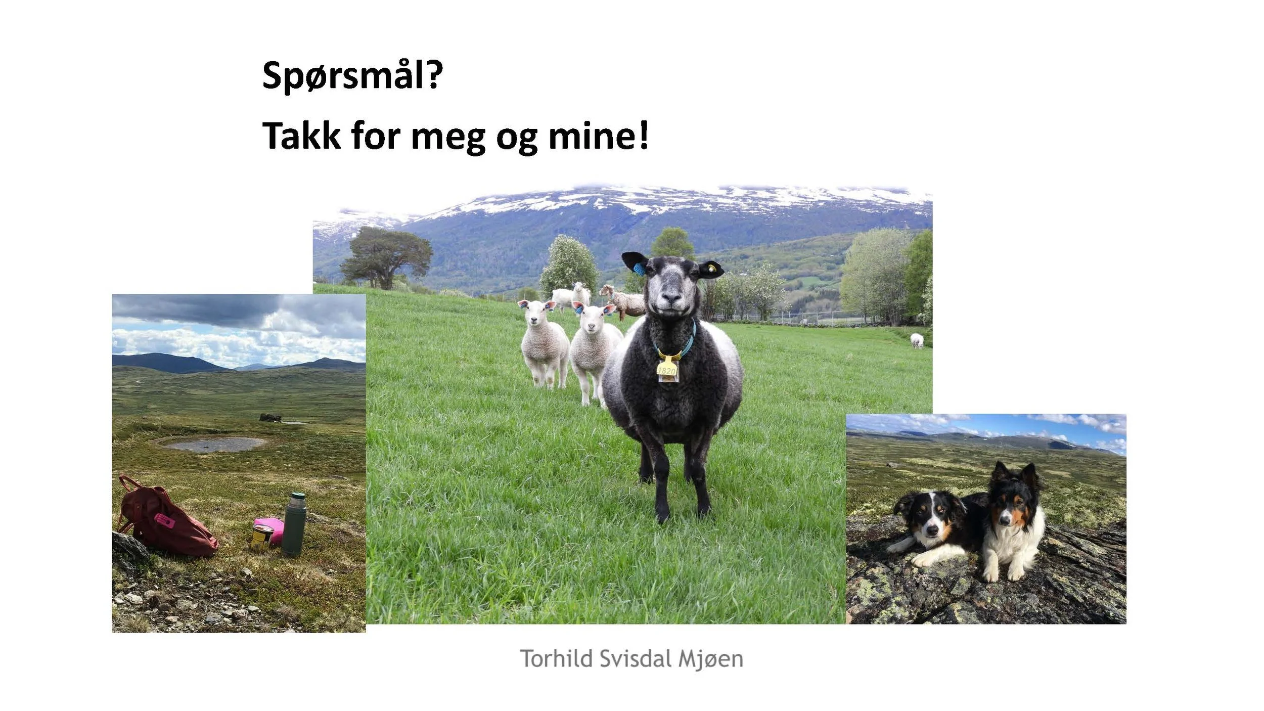 13.10 Torhild Svisdal Mjøen_optimalisere øko_saueproduksjon_Side_22.jpg