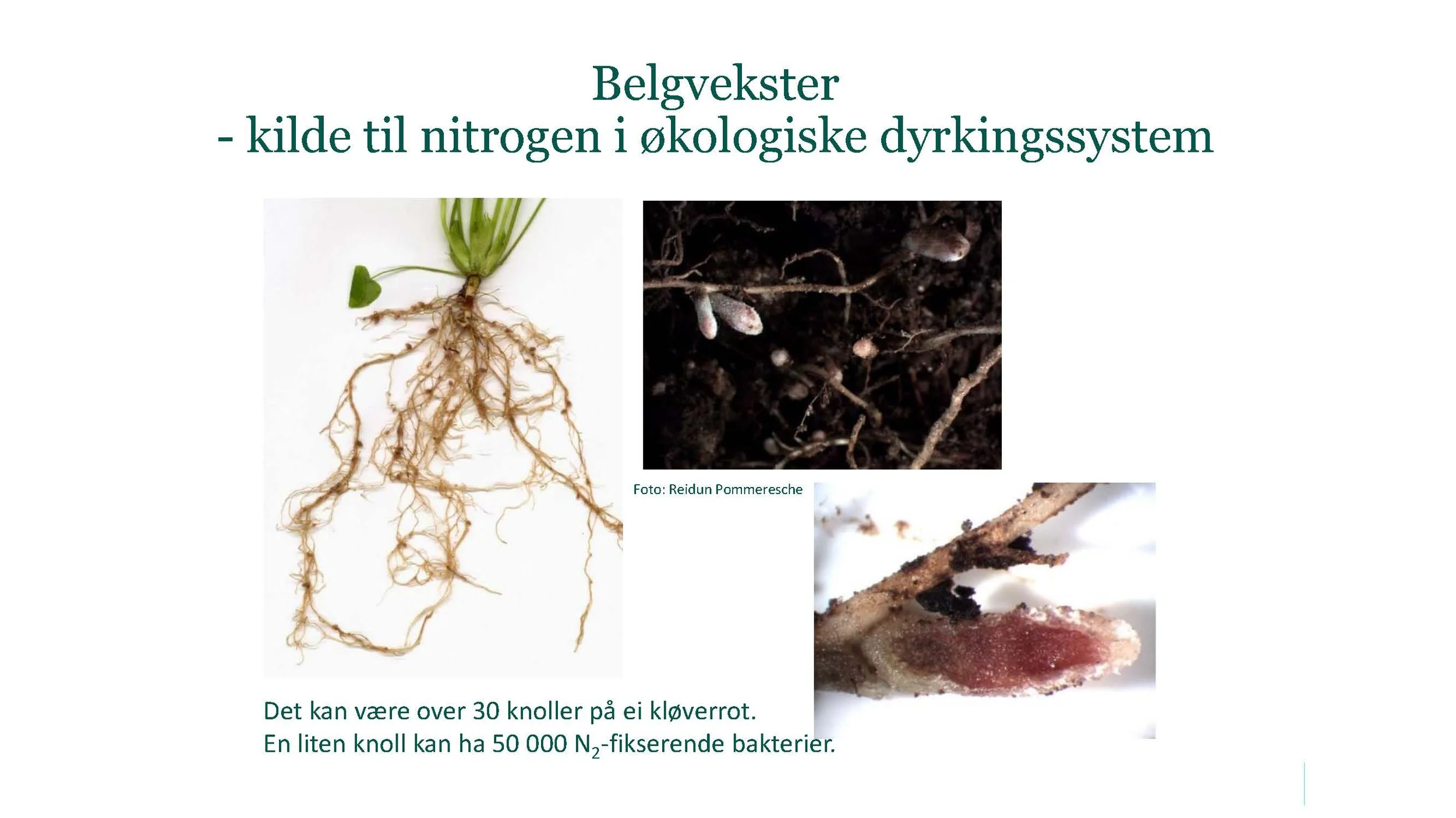 12 30 Åkerbruk Nitrogendynamikk Randi Berland_Side_02.jpg