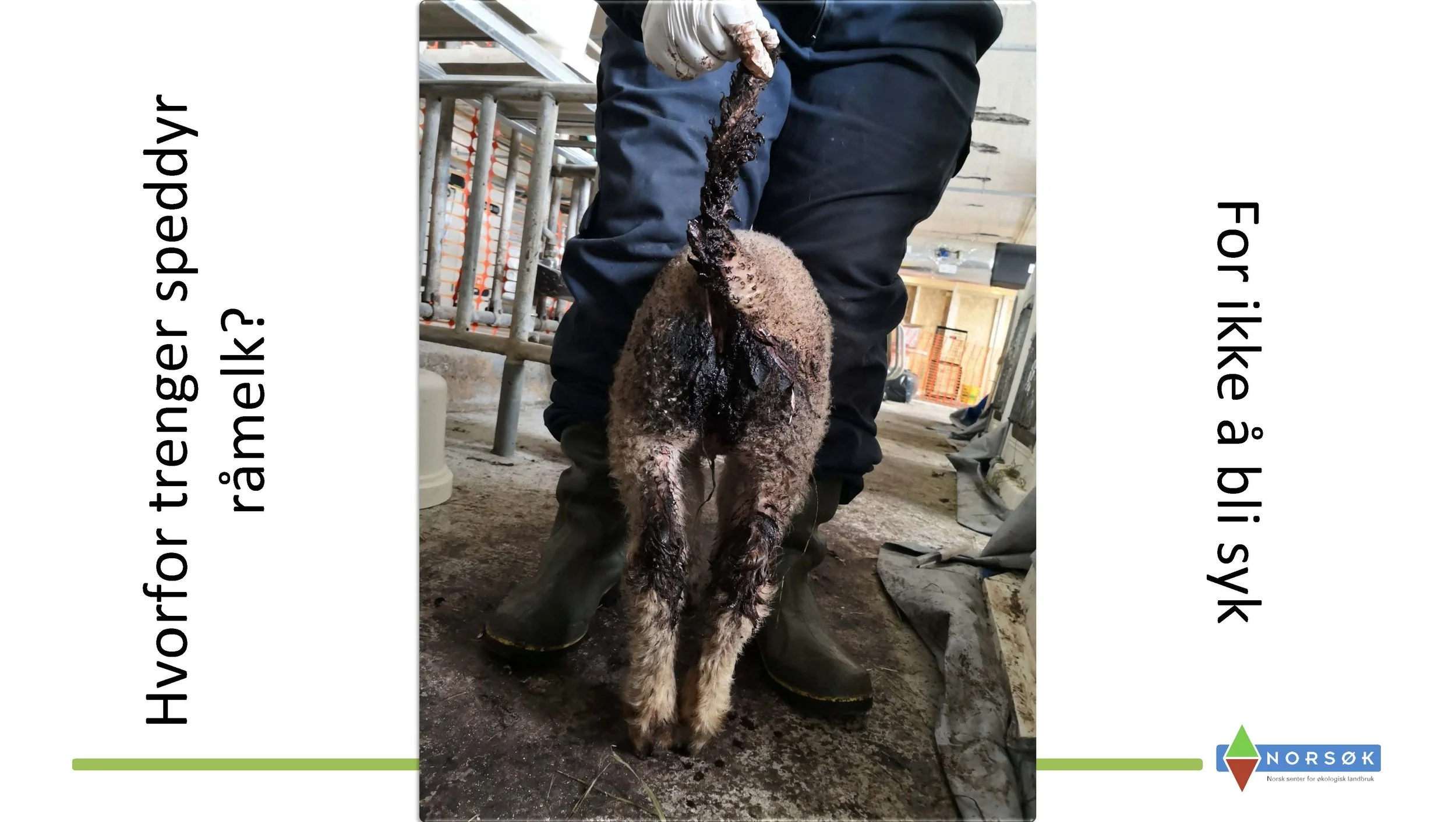 12.50 Berit Blomstrand_råmelkas betydning_Side_07.jpg