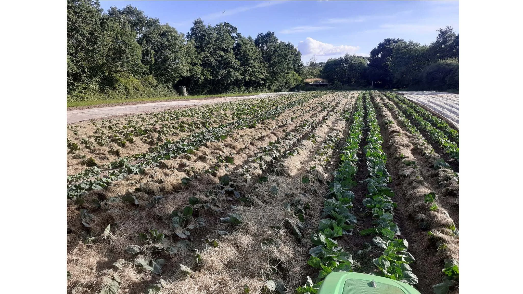 08 00 Dyrking av grønnsakser uten eksterne innsatsfaktorer Dieter Pansegrau_Side_38.jpg