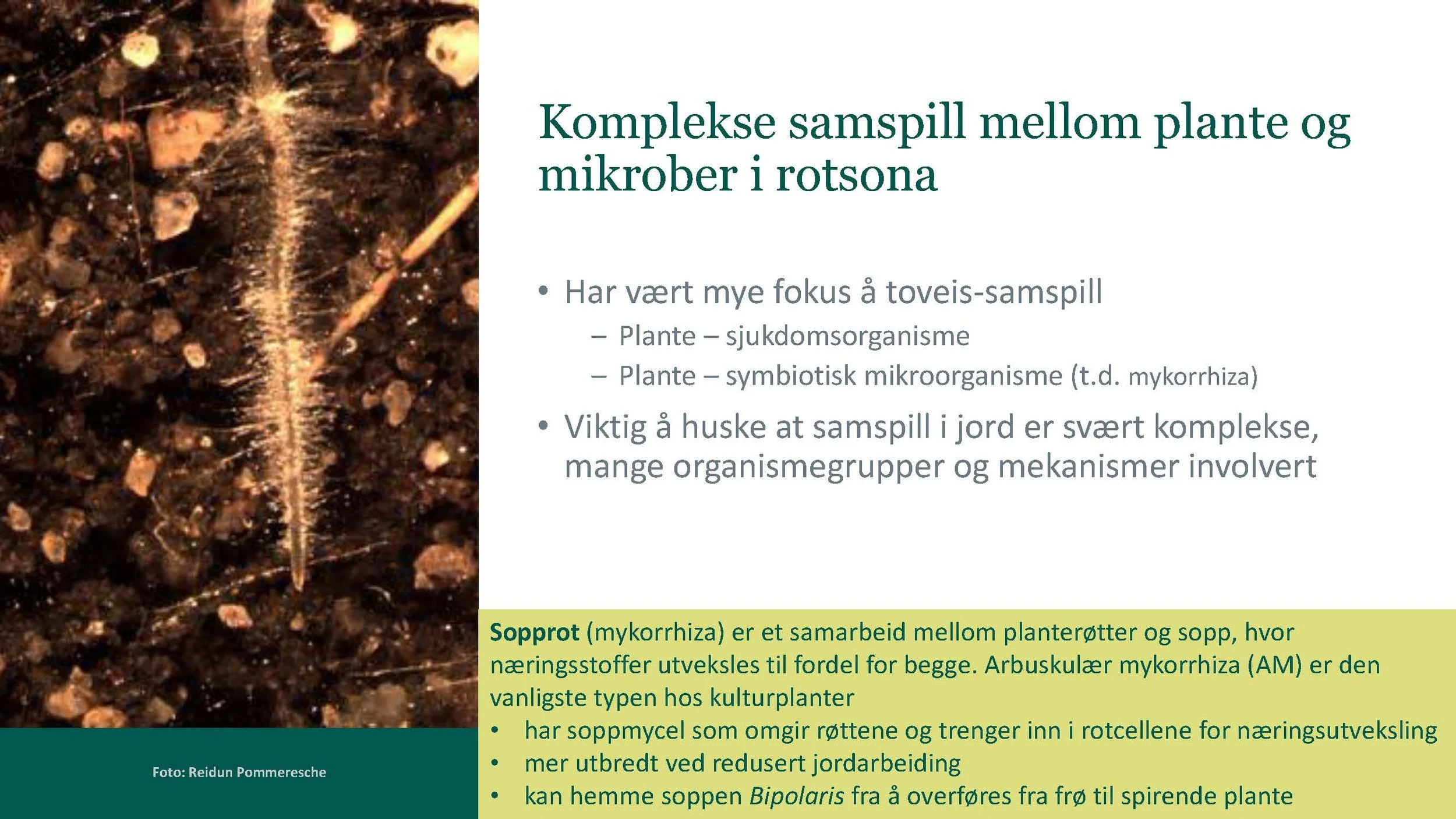 14 00  God jordhelse og plantehelse Heidi U Aamot Åkerbruk_Side_19.jpg