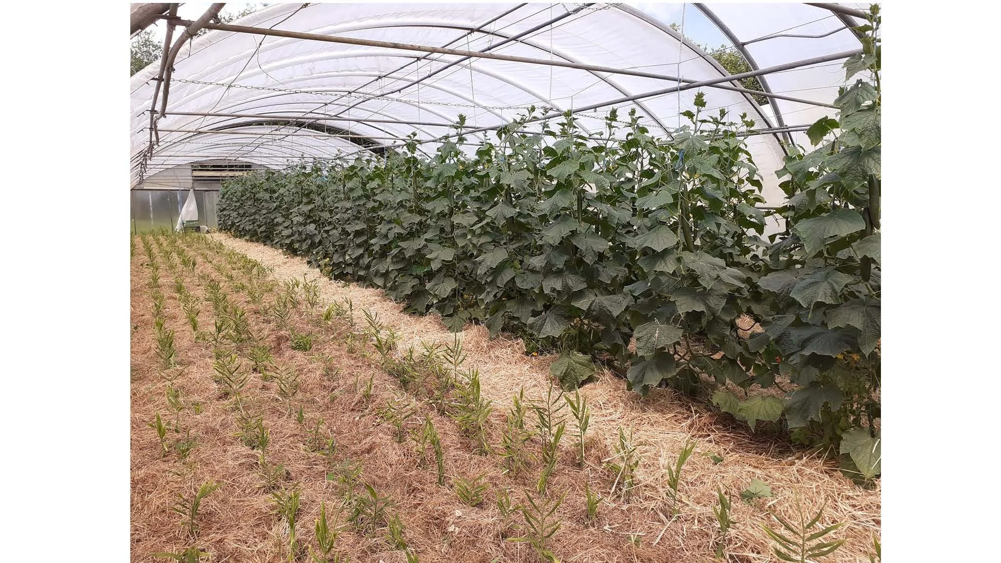 08 00 Dyrking av grønnsakser uten eksterne innsatsfaktorer Dieter Pansegrau_Side_32.jpg