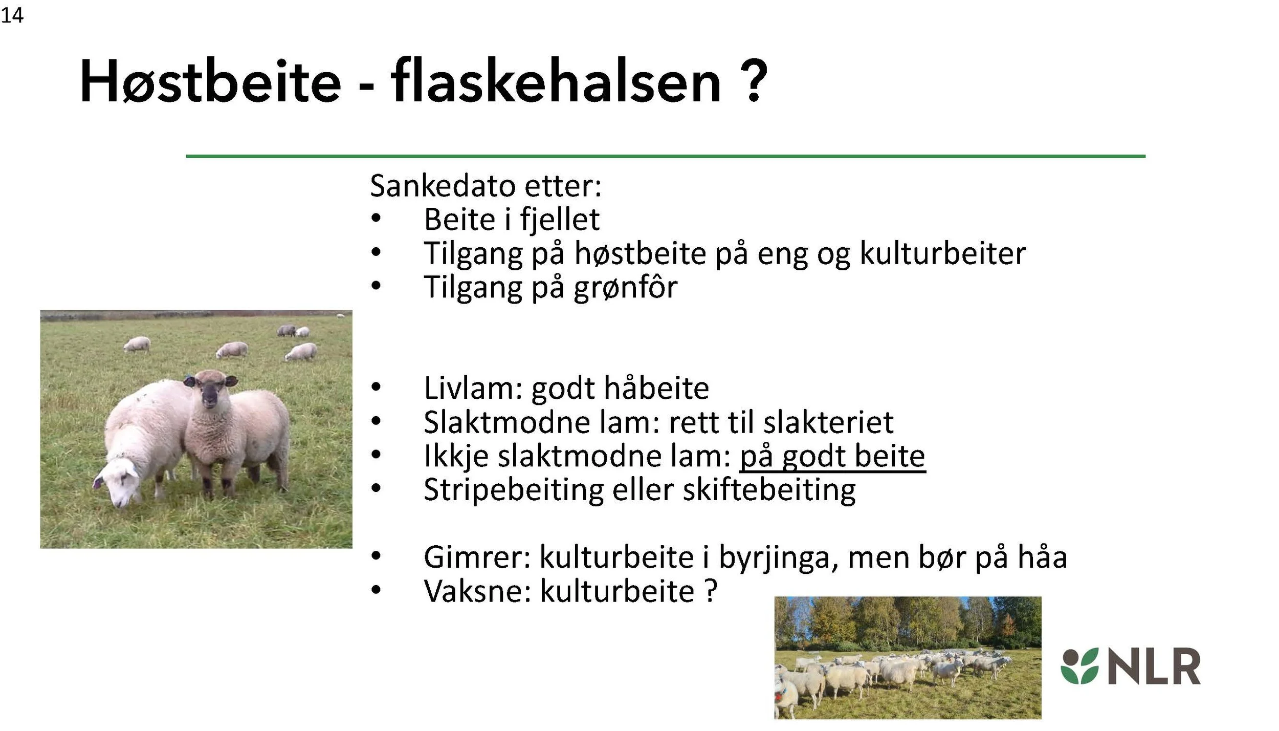 13.10 Torhild Svisdal Mjøen_optimalisere øko_saueproduksjon_Side_14.jpg