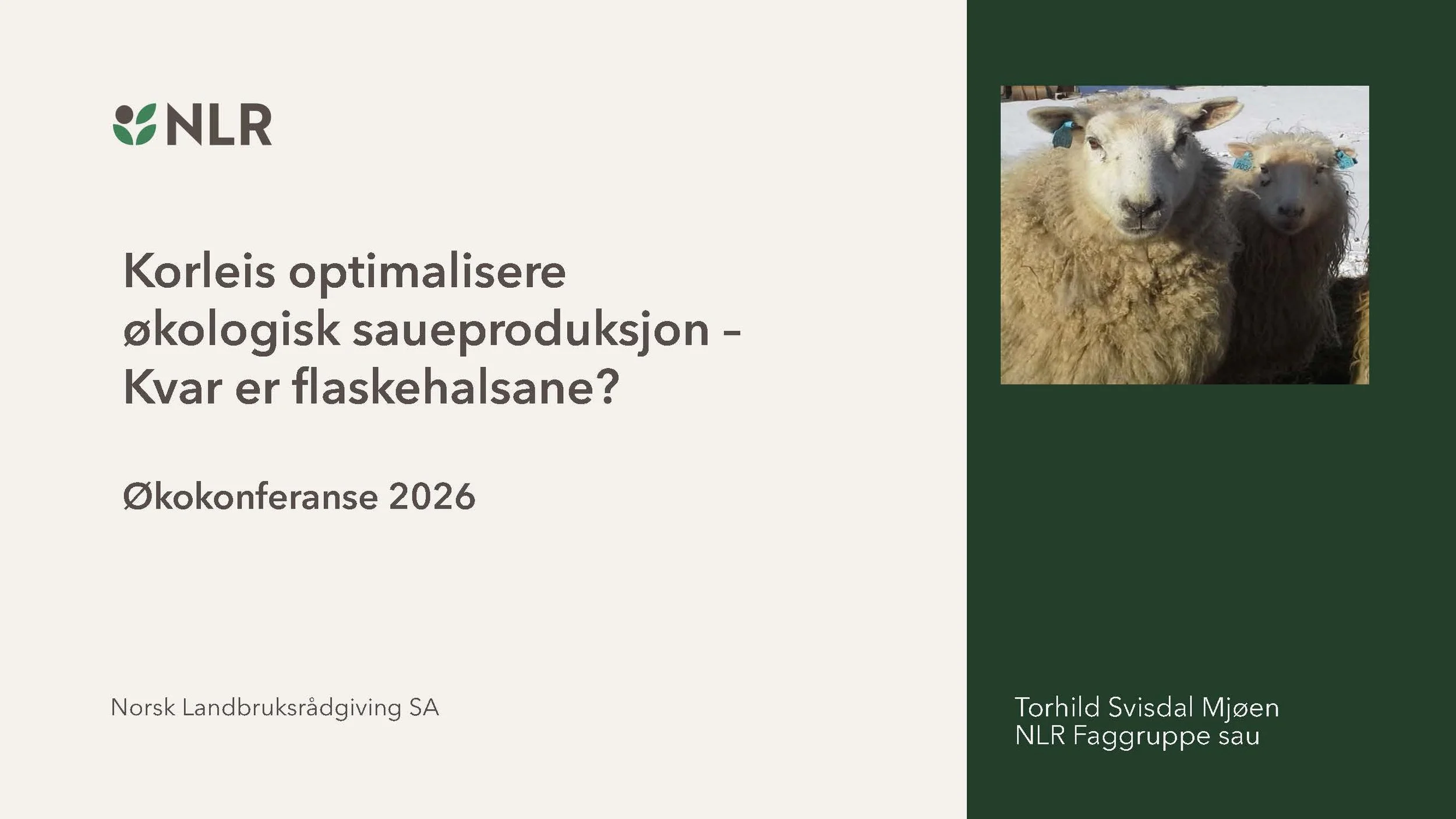 13.10 Torhild Svisdal Mjøen_optimalisere øko_saueproduksjon_Side_01.jpg