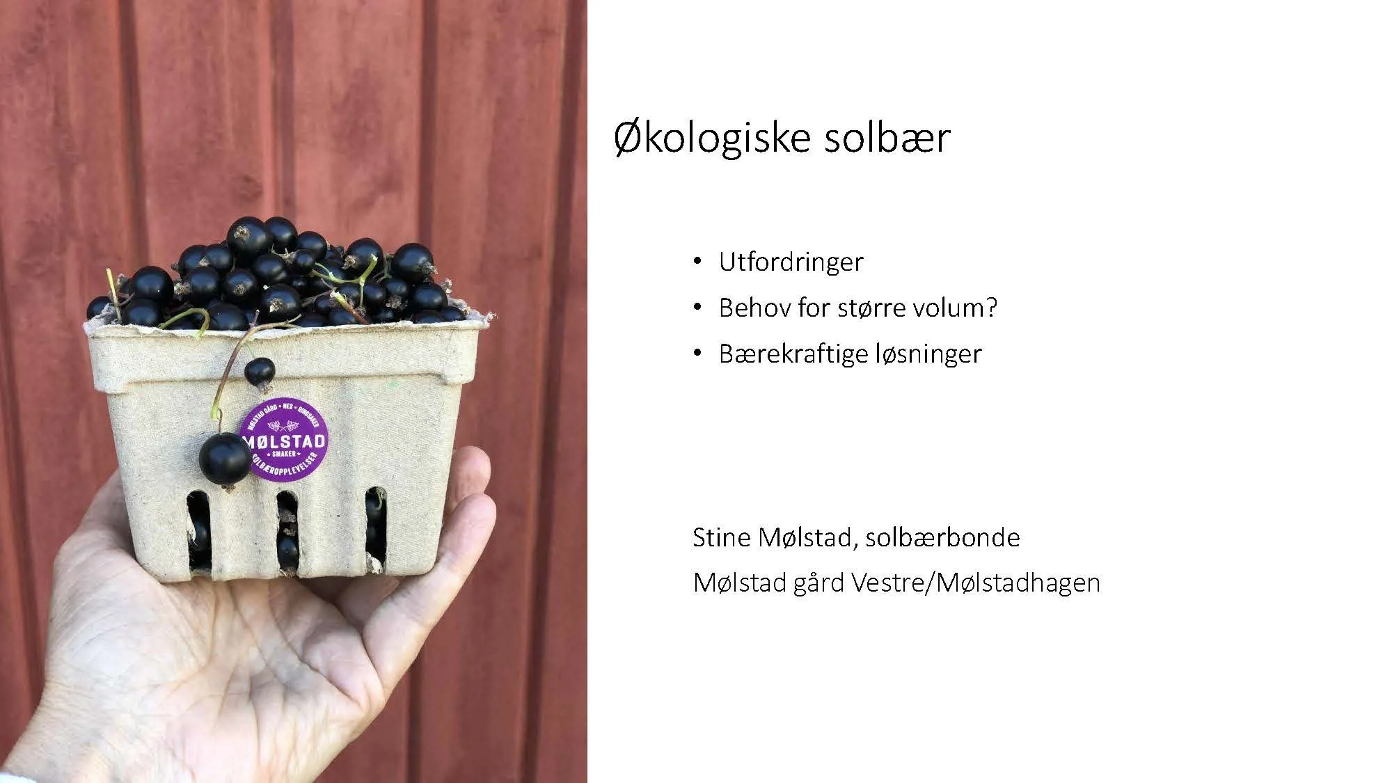 14 00 Utfordringer i økologisk ribes og behov for større volum Stine Mølstad _Side_01.jpg