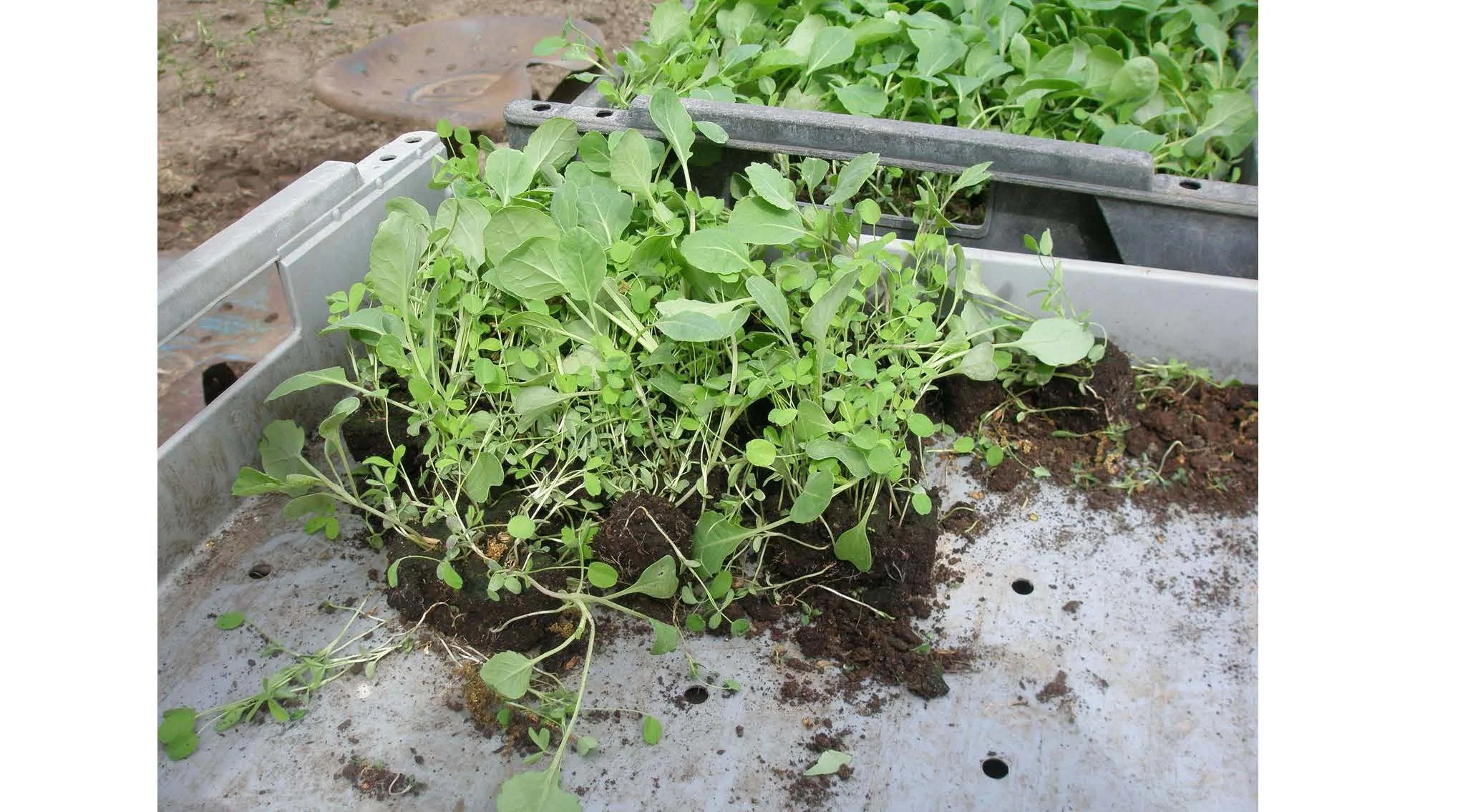 08 00 Dyrking av grønnsakser uten eksterne innsatsfaktorer Dieter Pansegrau_Side_45.jpg